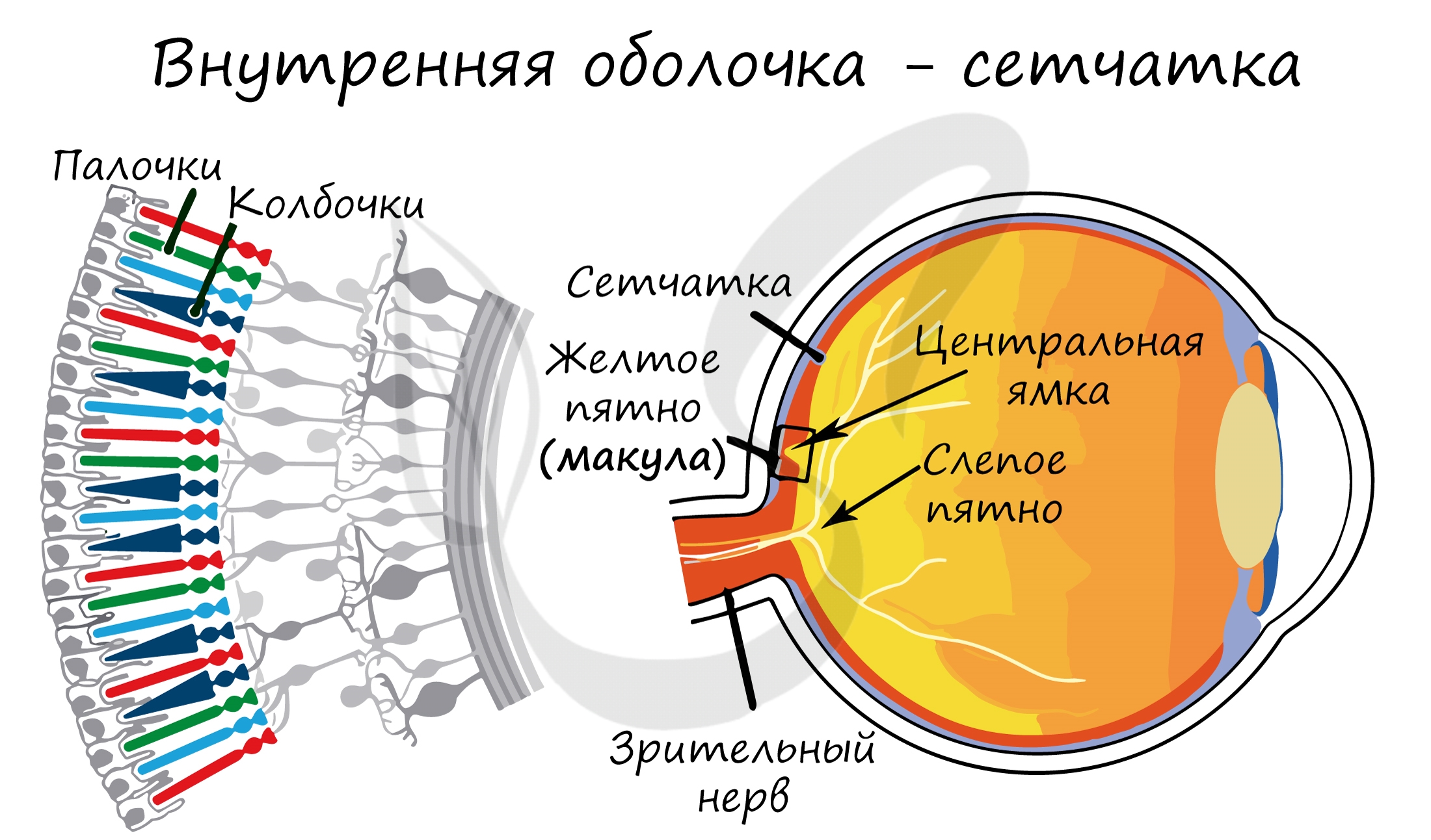 Сетчатая оболочка глазного. Внутренняя оболочка сетчатка строение. Внутренняя оболочка глаза сетчатка. Строение глаза сетчатка глаза. Строение сетчатки оболочки глаза.