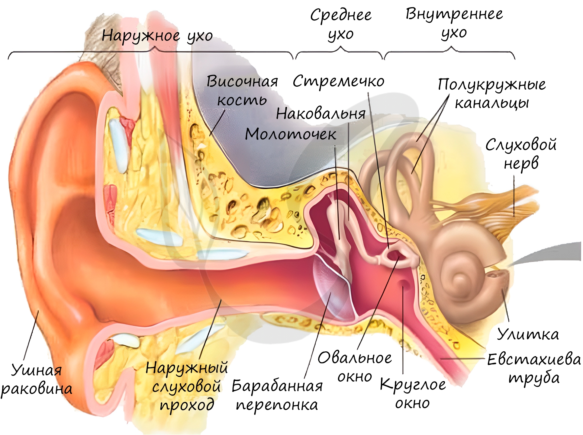 Названия внутреннего уха. Строение уха человека евстахиева труба. Орган слуха наружное ухо среднее ухо внутреннее ухо. Строение наружного уха барабанная перепонка. Орган слуха внутреннее ухо анатомия.