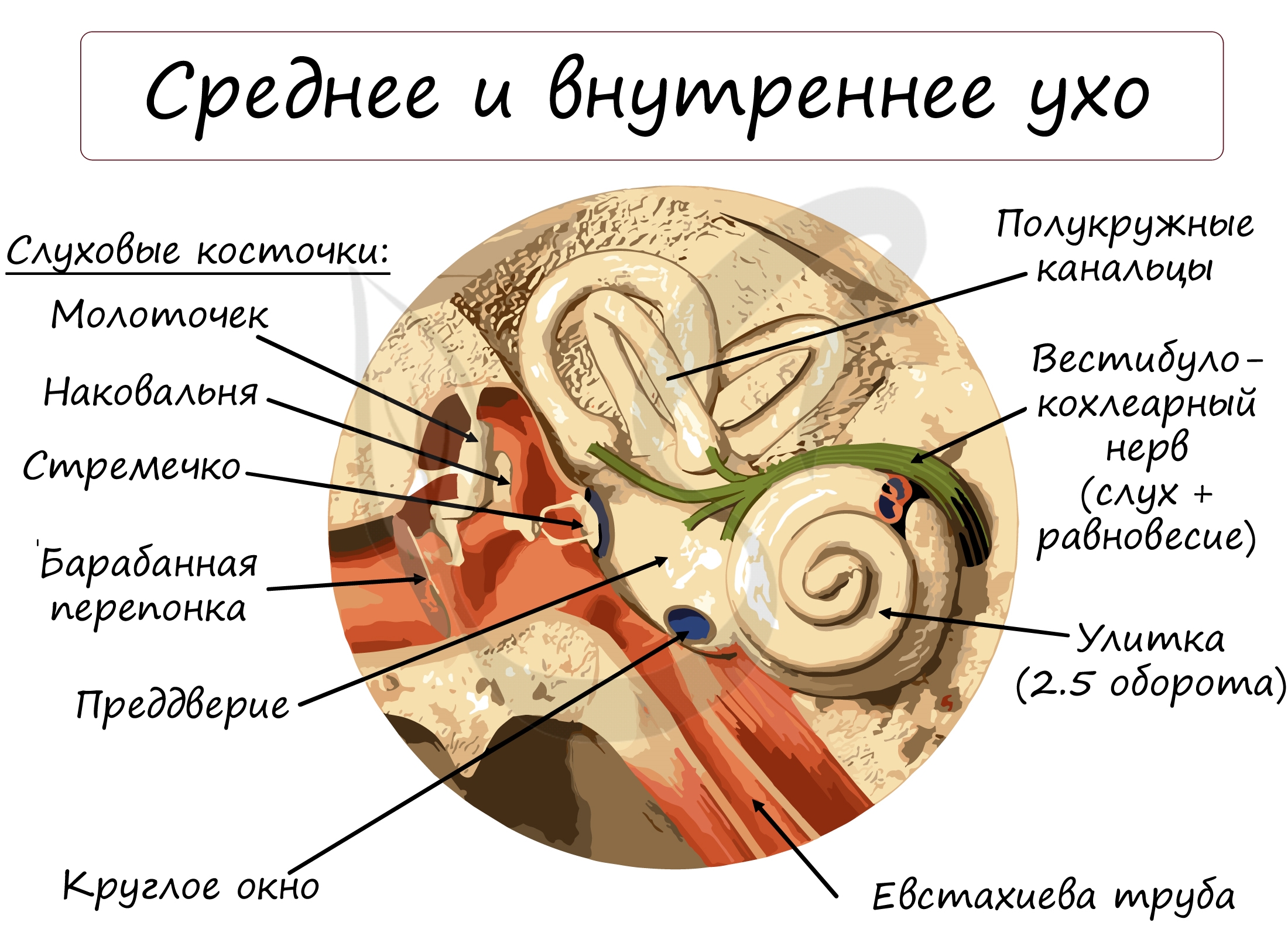Улитка слухового аппарата. Внутреннее ухо строение и функции анатомия. Преддверие внутреннего уха строение функции. Строение структур внутреннего уха. Строение среднего уха овальное окно.