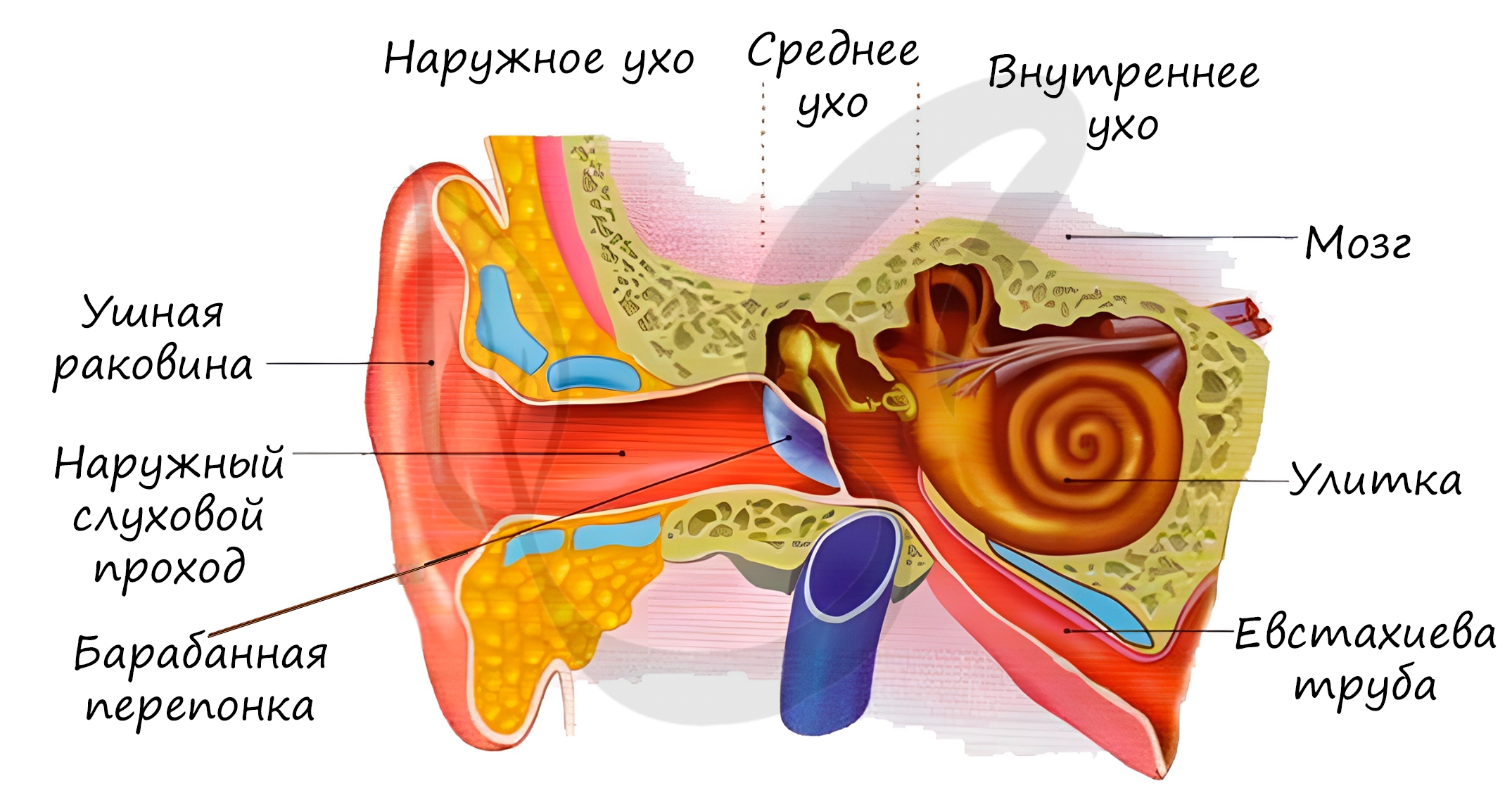 Орган слуха слуховая труба. Ушная раковина наружный слуховой проход барабанная перепонка. Орган слуха наружное ухо анатомия. Орган слуха анатомия наружный слуховой проход. Орган слуха внутреннее ухо анатомия.