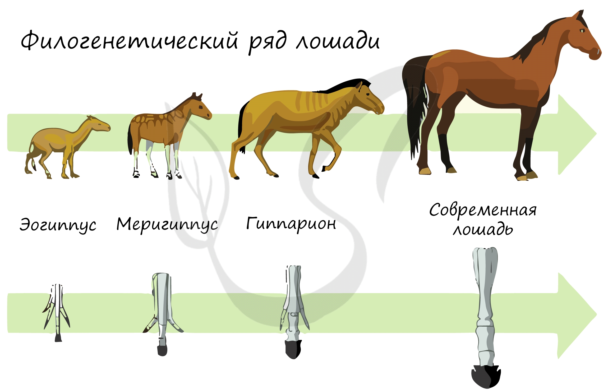 Как меняется строение. Филогенетический ряд конечностей лошади. Эволюция филогенетический ряд лошади. Филоґенетический РЧД лошади. Филогенетические ряды лошади описал.