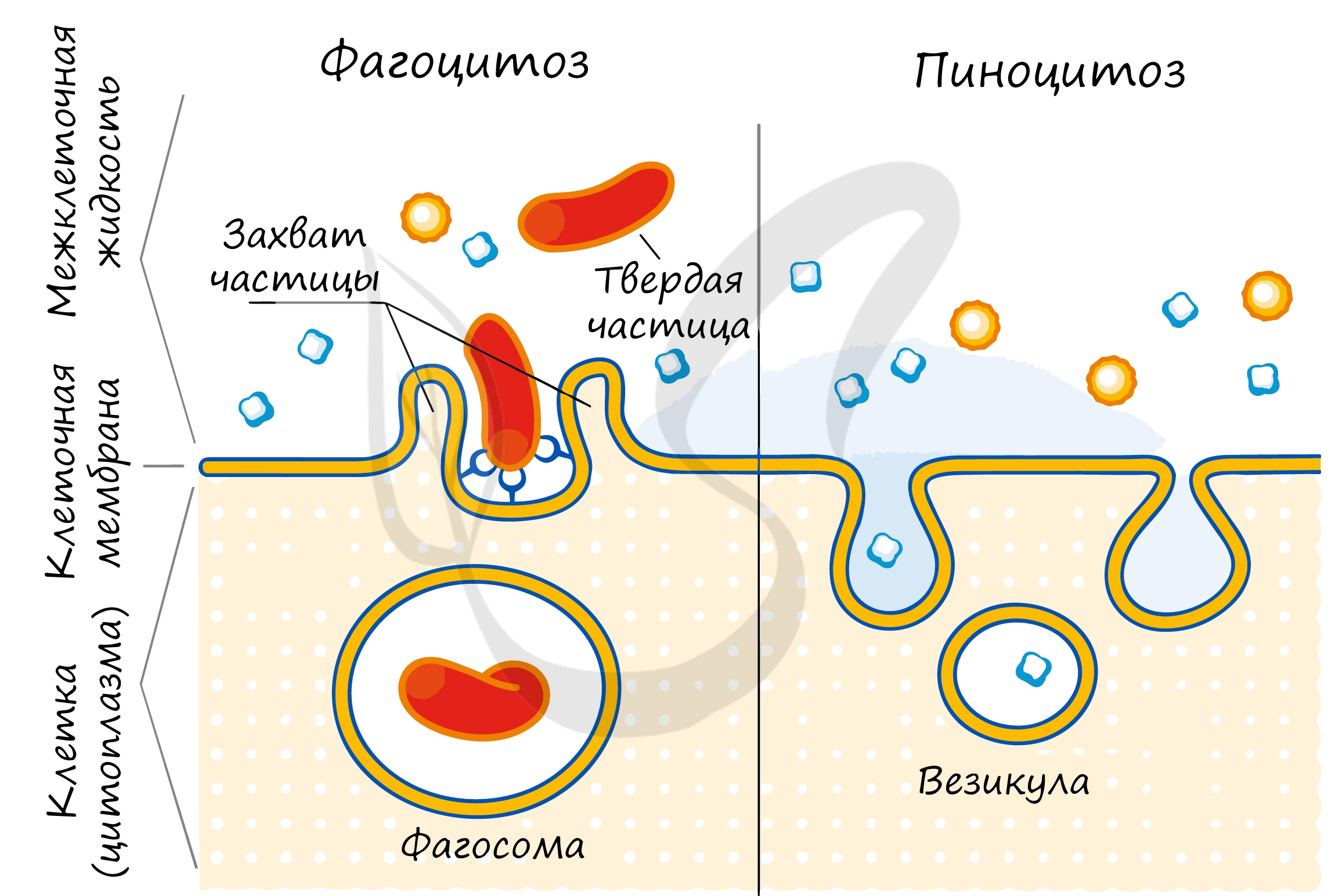 Фагоцитоз захват. Схема фагоцитоза и пиноцитоза. Схема эндоцитоза. Фагоцитоз мембраны клетки. Эндоцитоз экзоцитоз фагоцитоз это.
