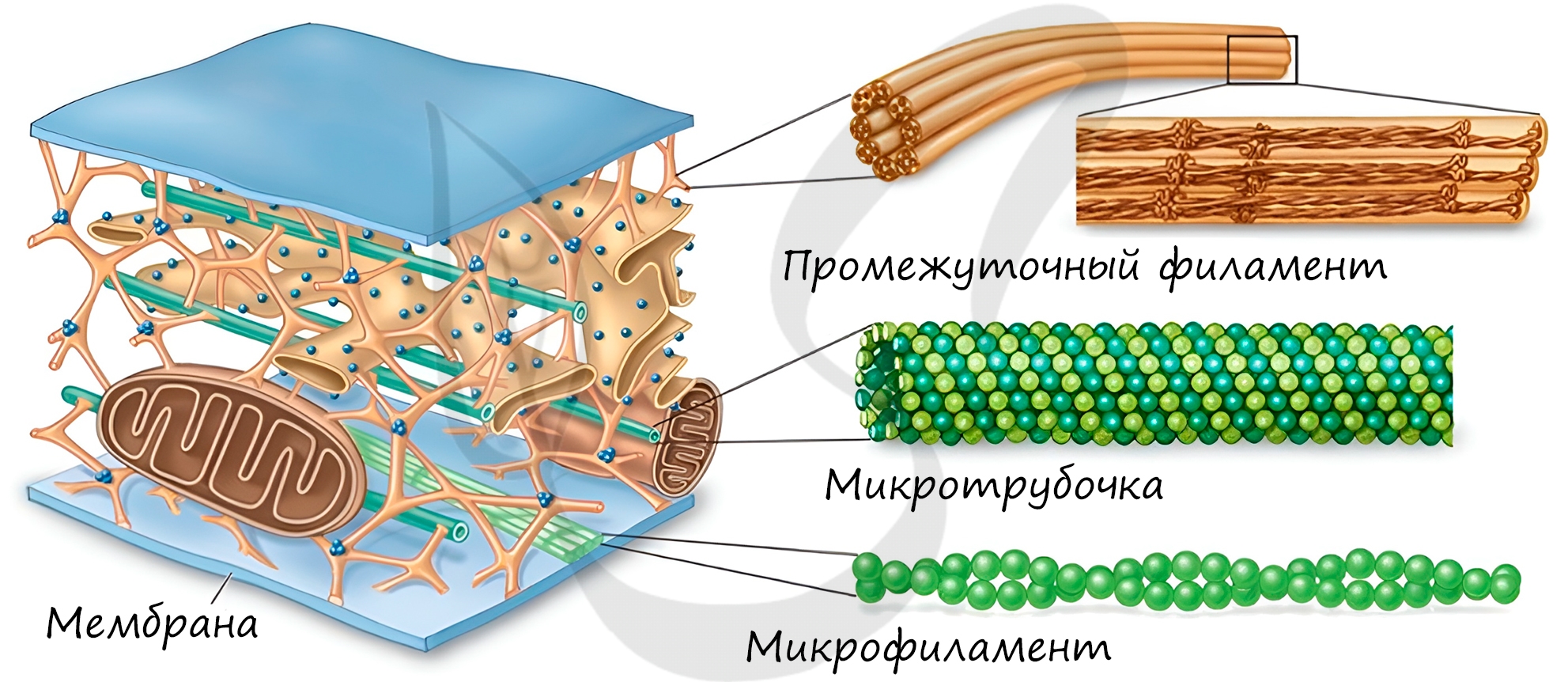 Цитоскелет клетки какой органоид. Цитоскелет микротрубочки. Филаменты цитоскелета функции. Микротрубочки микрофиламенты промежуточные филаменты.