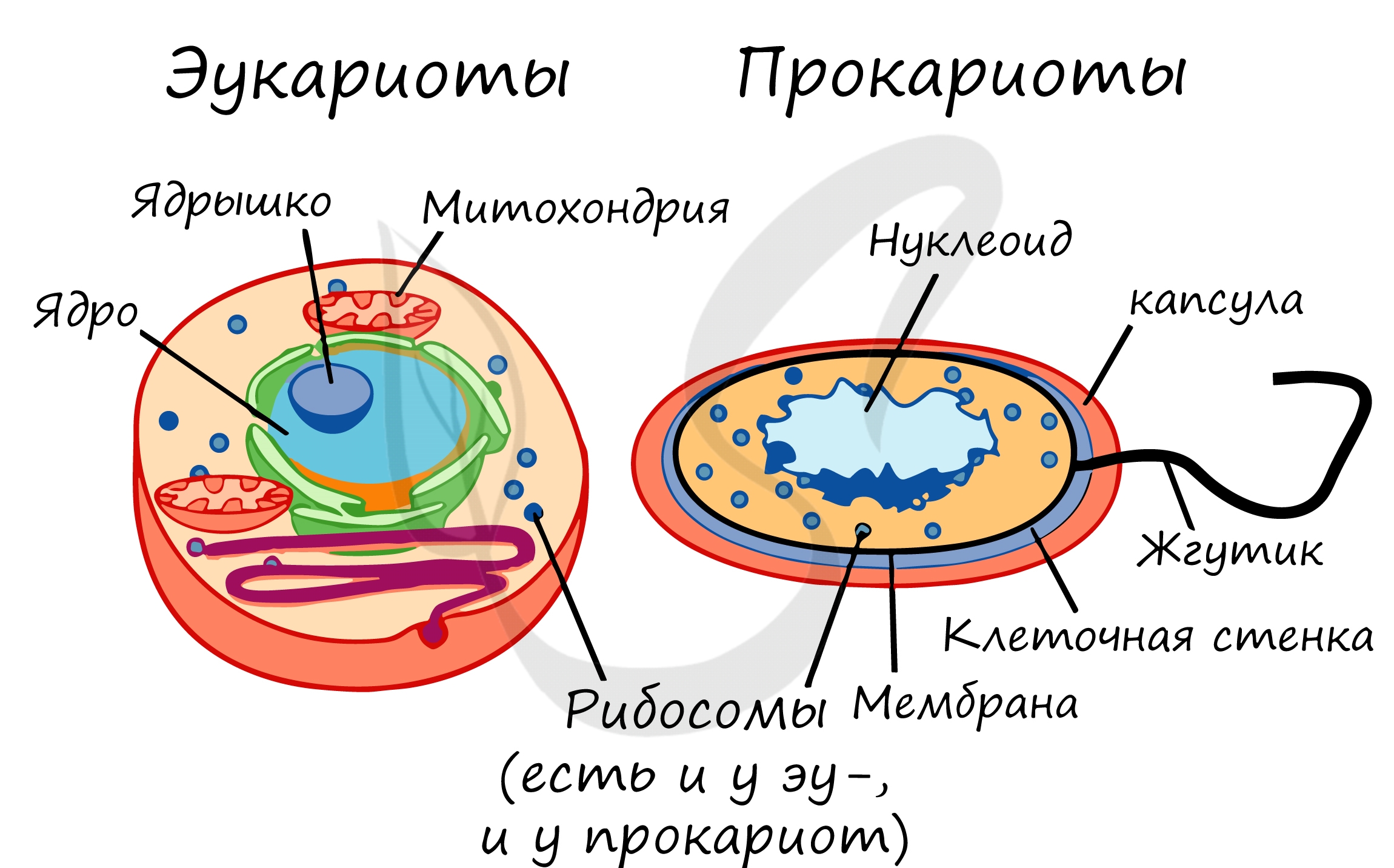 В клетках прокариот в отличие. Строение клетки прокариот и эукариот. Строение бактерий прокариоты и эукариоты. Отличие прокариот от эукариот рисунок. Прокариотическая клетка и эукариотическая клетка строение.
