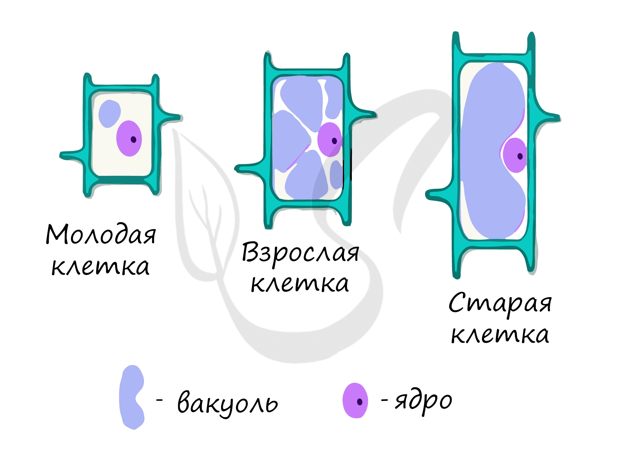 Таблица различий гаплоидных и диплоидных клеток