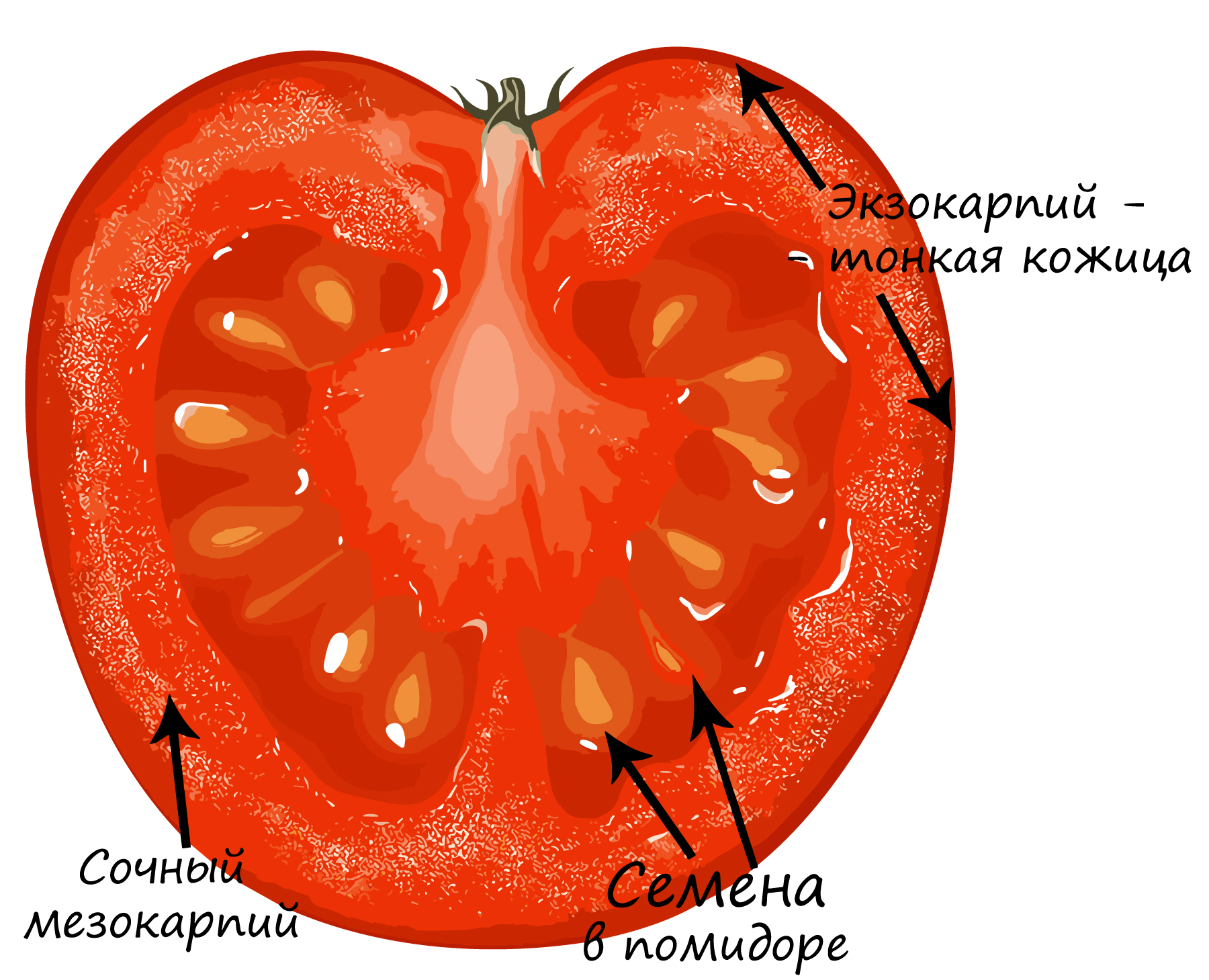 Внутреннее строение семени томата. Строение цветка помидора. Строение плода томата. Фрага плод. Гинецей плода томата.