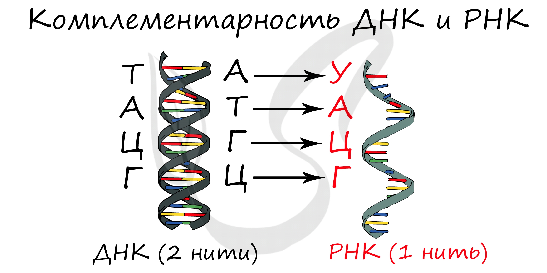 А т ц г рнк. Принцип комплементарности ДНК И ИРНК. С ДНК на ИРНК комплементарность правило. Комплементарность ДНК И РНК. Принцип комплементарности ДНК И РНК.
