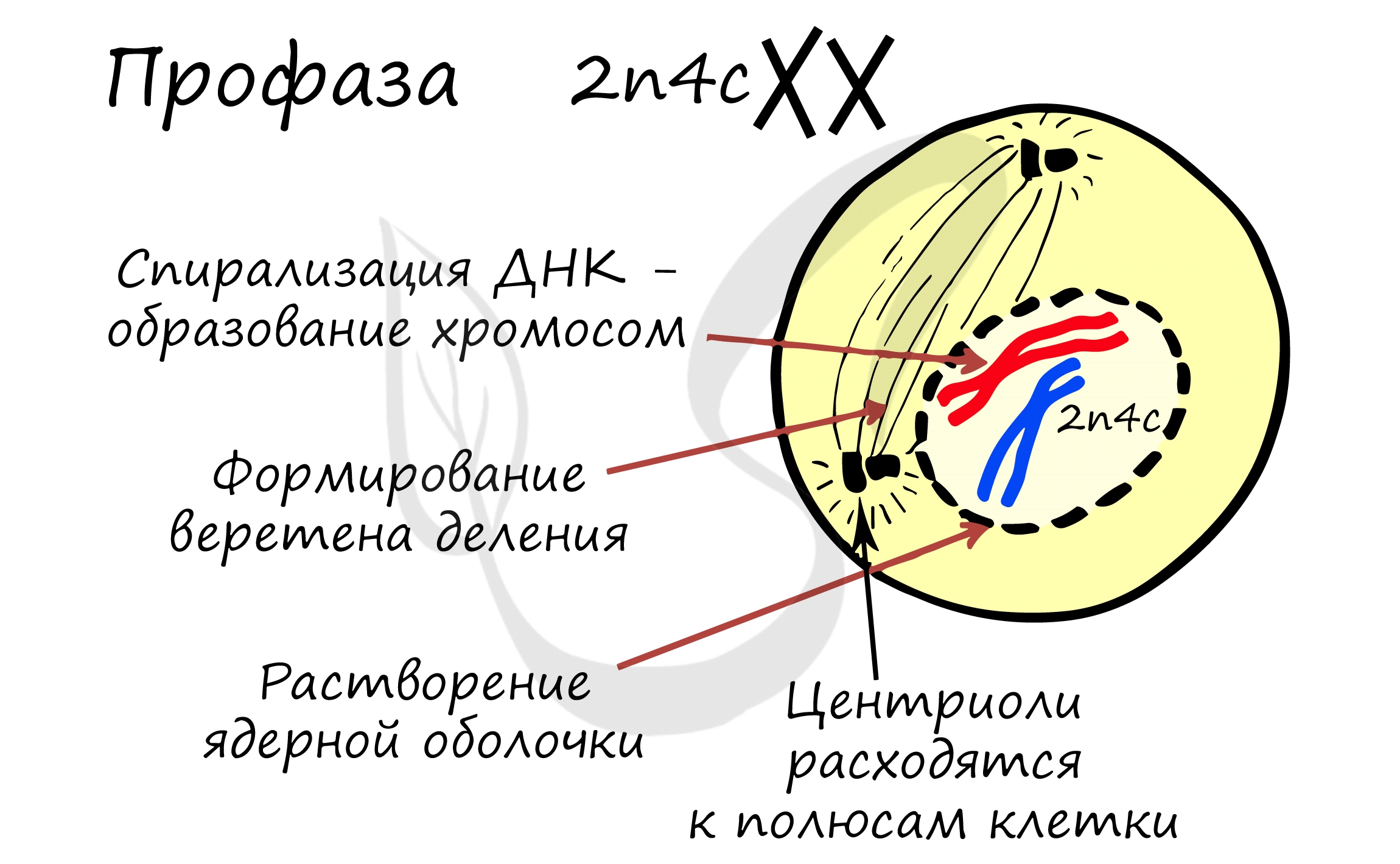 Расхождение центриолей к полюсам клетки фаза. Митоз мейоз метафаза анафаза телофаза 2n4c 4n4c n2c. Профаза ядро ядерные оболочки ядрышки. Метафаза 2 набор хромосом. Профаза митоз 2 набор хромосом.