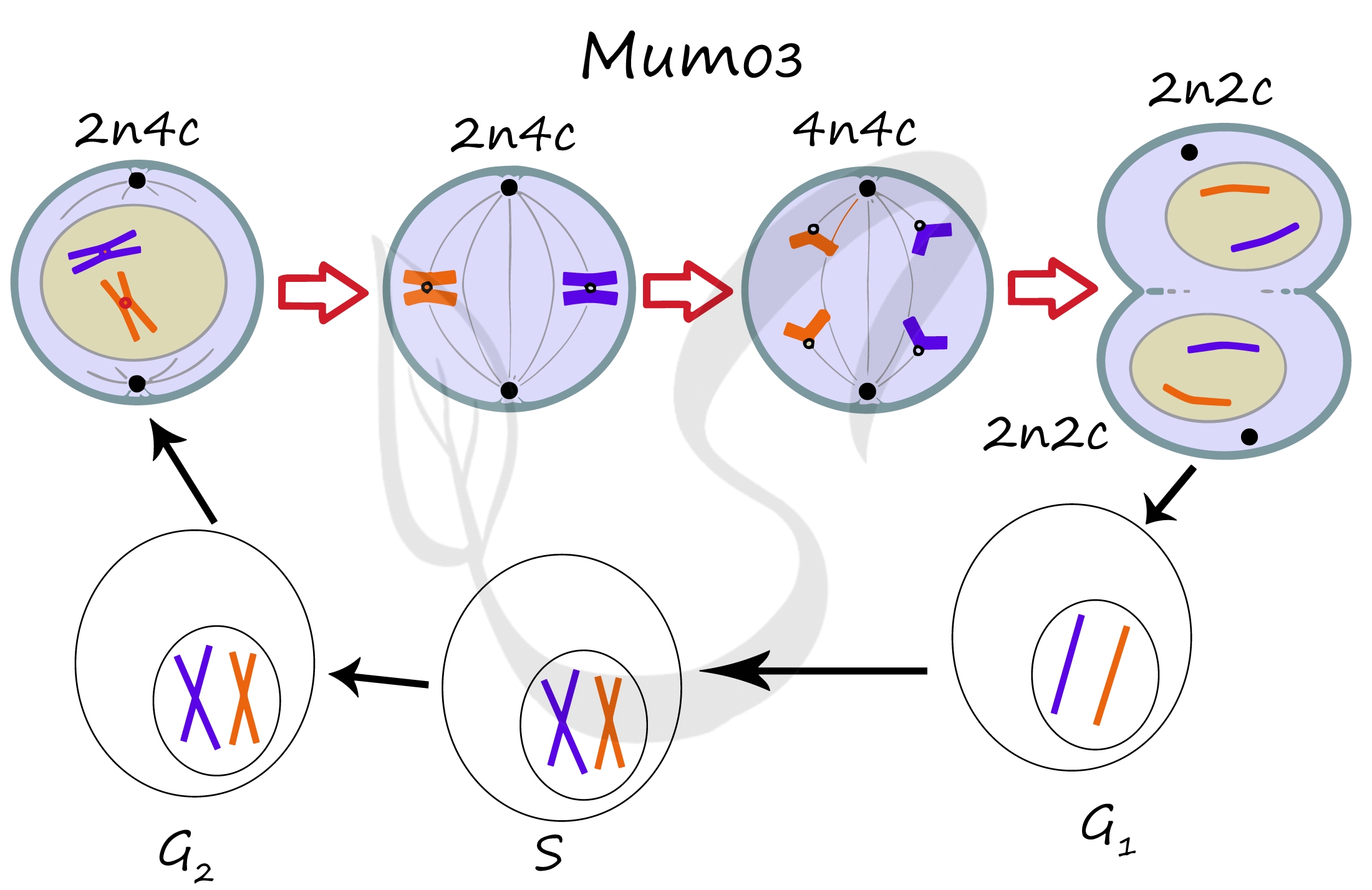 Сколько хромосом в телофазе мейоза 1. Схема митоза 2n. Схема мейоза для клетки с хромосомным набором 2n 6. Фазы митоза 2n2c. Митоз схема 2n2c.