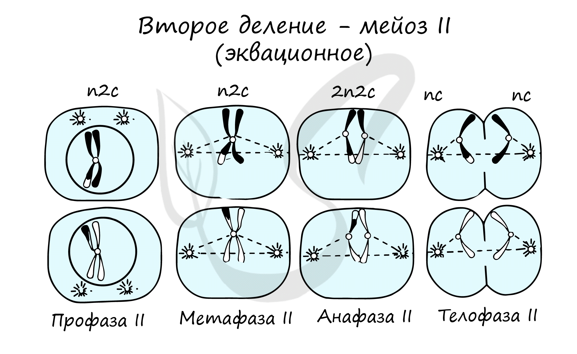 4n4c какая фаза. Схема мейоза 2n 2. Деление клетки мейоз анафаза 2. Анафаза 2 деления мейоза. Фазы мейоза второе деление.
