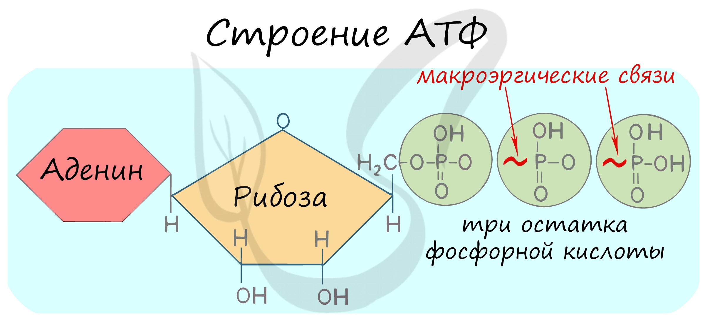 Азотистое основание атф. Макроэргические связи в молекуле АТФ. Формула АТФ С макроэргическими связями. Макроэргическое соединение АТФ. Гидролиз макроэргических связей молекулы АТФ.