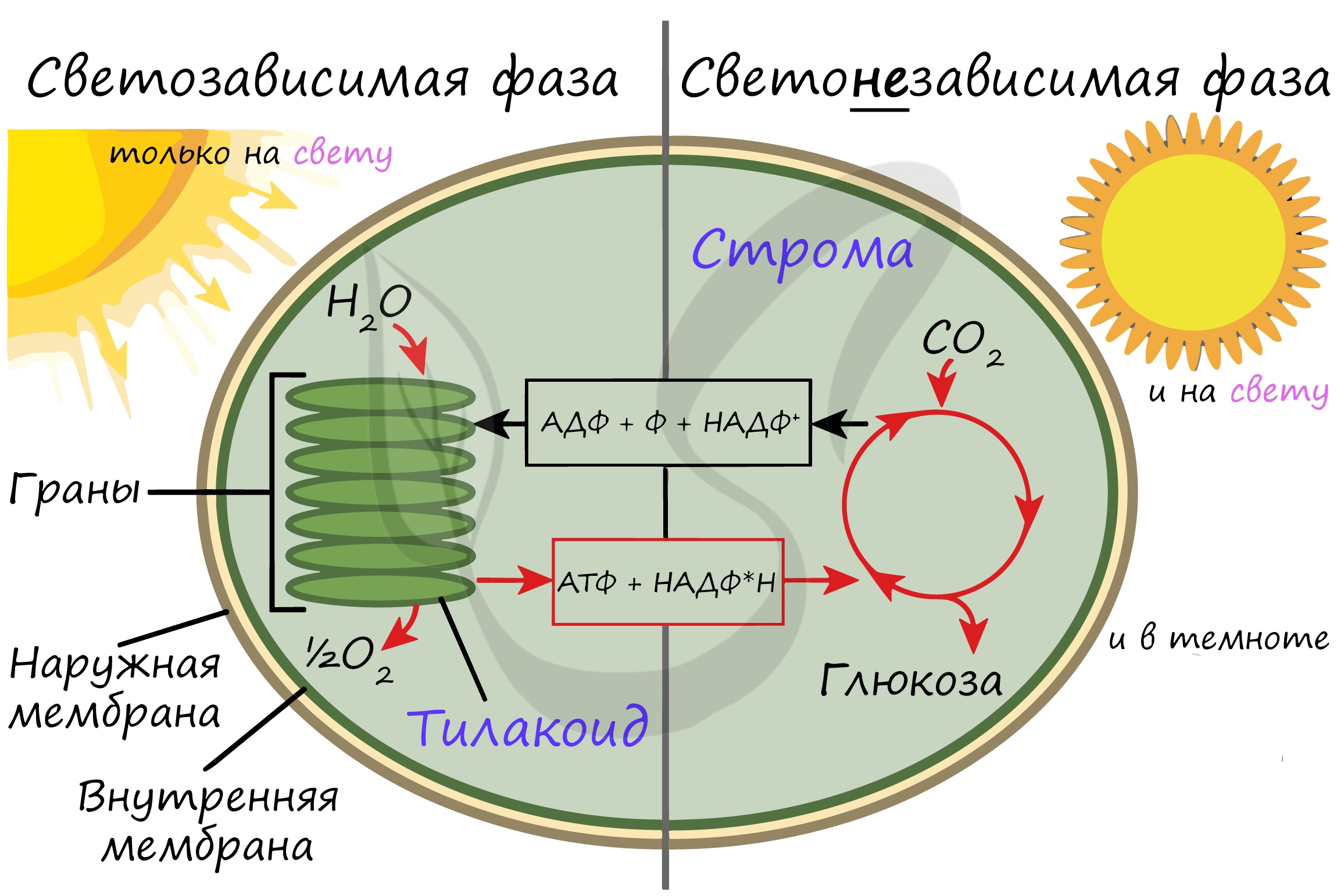 Преобразование энергии атф в энергию глюкозы. Схема фотосинтеза в хлоропласте. Фотосинтез световая фаза и темновая фаза схема. Темновая фаза фотосинтеза процессы. Световая фаза фотосинтеза ЕГЭ.
