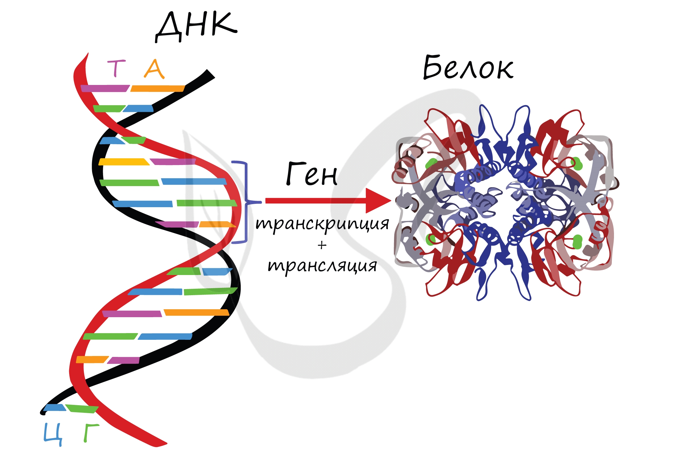 Одно из составляющих днк. Ген участок ДНК кодирующий первичную структуру одного белка. Строение Гена ДНК. ДНК хромосомы гены. ДНК хромосомы гены схема.