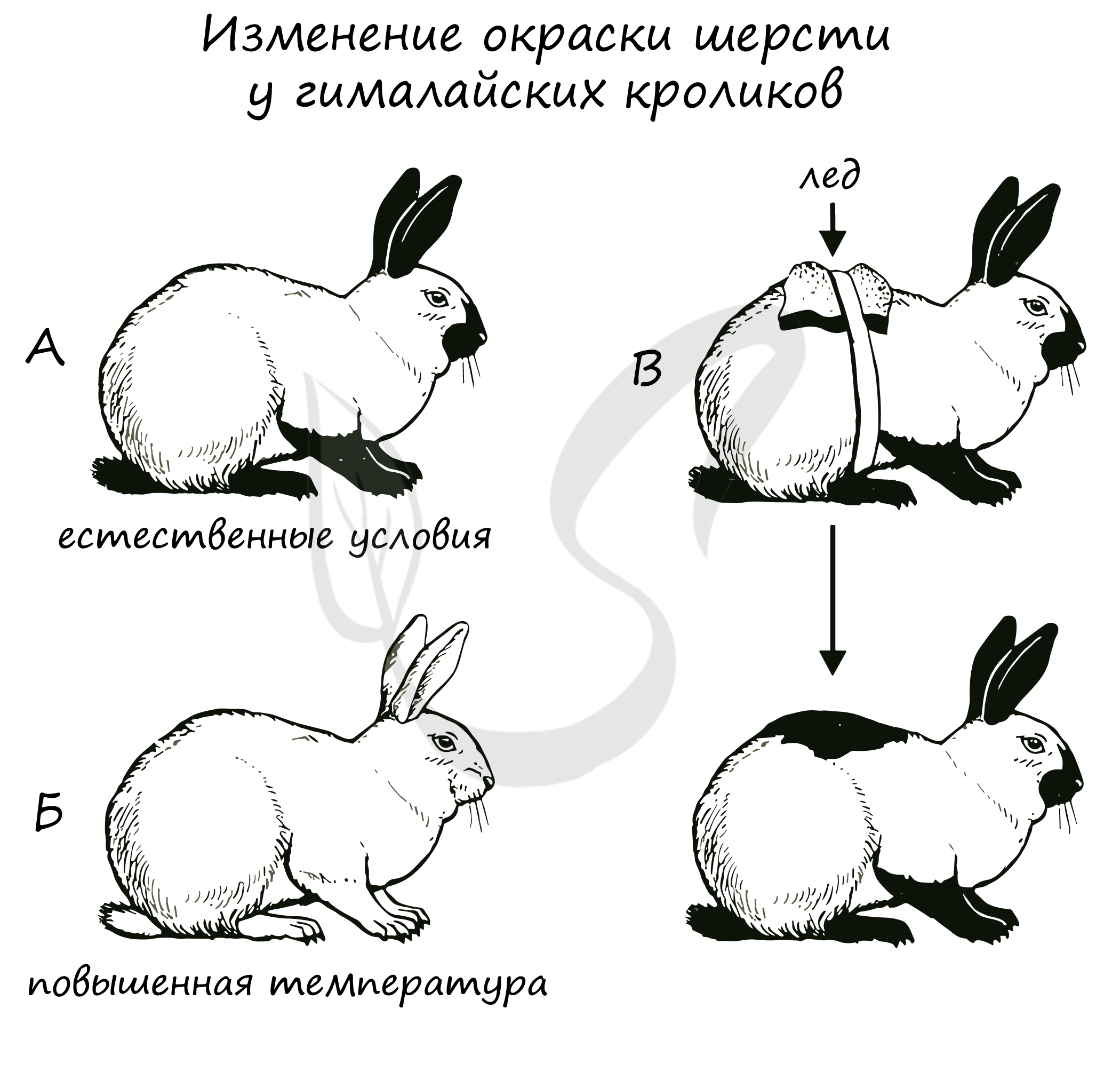 На рисунке изображены горностаевые кролики. Горностаевый кролик модификационная изменчивость. Гималайский кролик модификационная изменчивость. Изменение окраски гималайского кролика. Горностаевый кролик изменчивость.