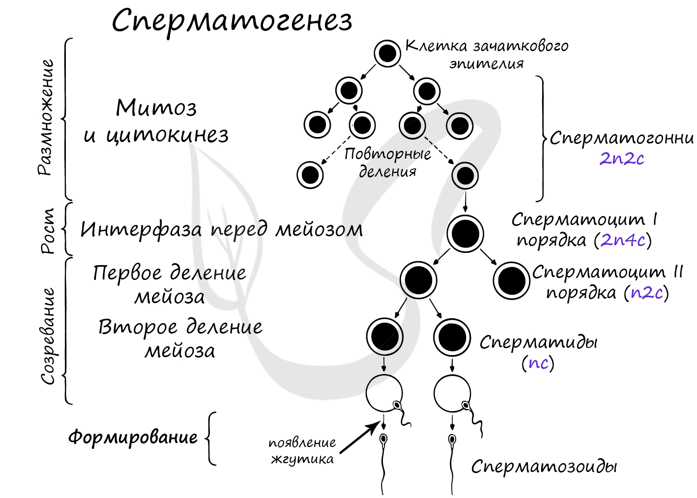 Овогенез и сперматогенез | Общие черты и отличия, схема овогенеза и сперматогенеза