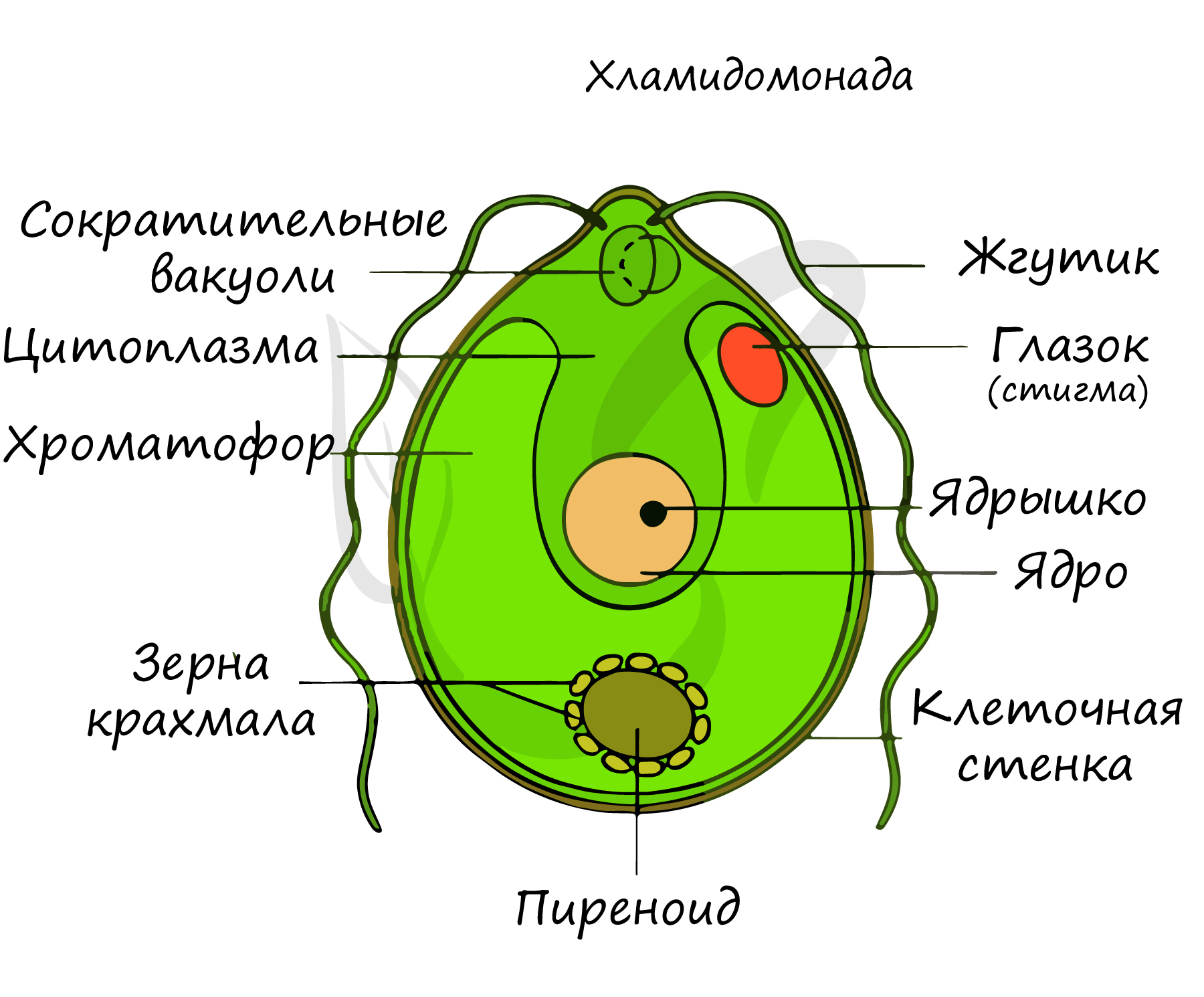 Взрослая особь хламидомонады образуется. Хламидомонада и хлорелла. Одноклеточная водоросль хламидомонада. Строение клетки Chlamydomonas. Строение одноклеточных зеленых водорослей.