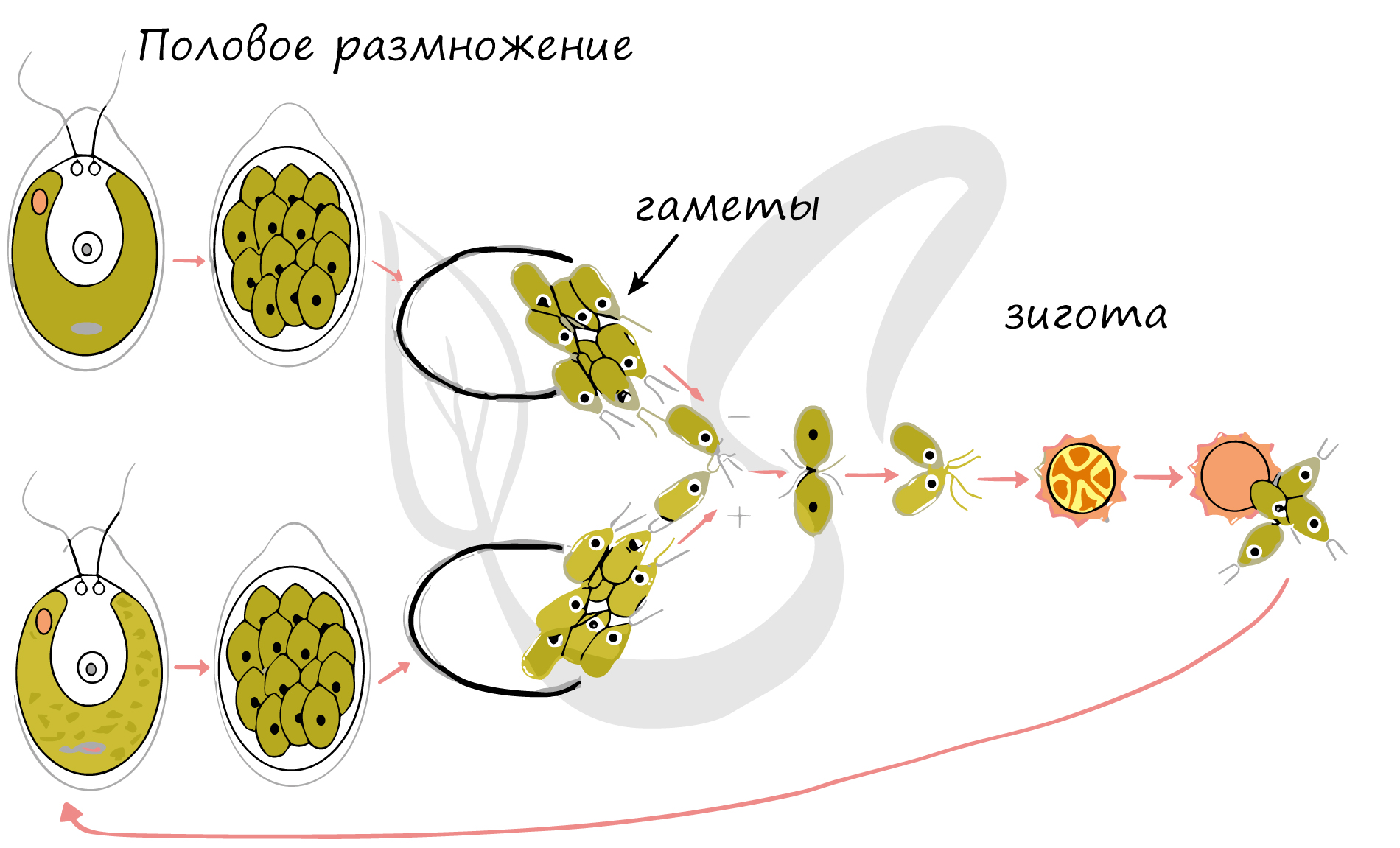 Схема жизненного цикла растения гаметы. Бесполое размножение хламидомонады. Цикл размножения хламидомонады. Деление зиготы хламидомонады. Размножение споровых растений водоросли 6 класс.