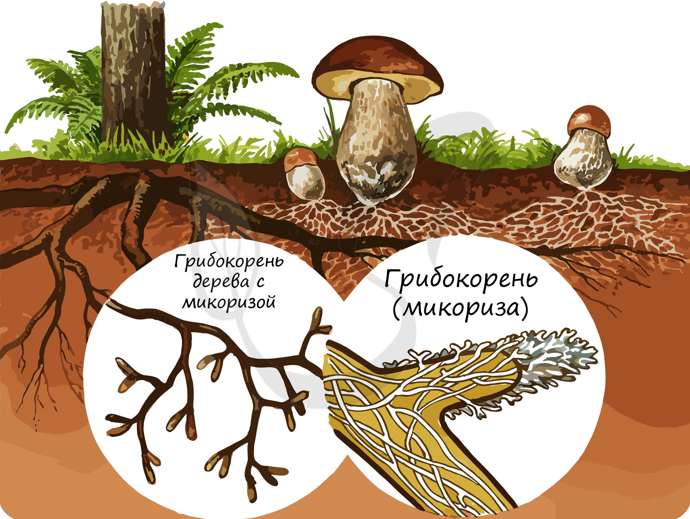 Шляпочный гриб и дерево. Строение гриба микориза. Микориза у шляпочных грибов. Что такое микориза у грибов. Микориза грибокорень.