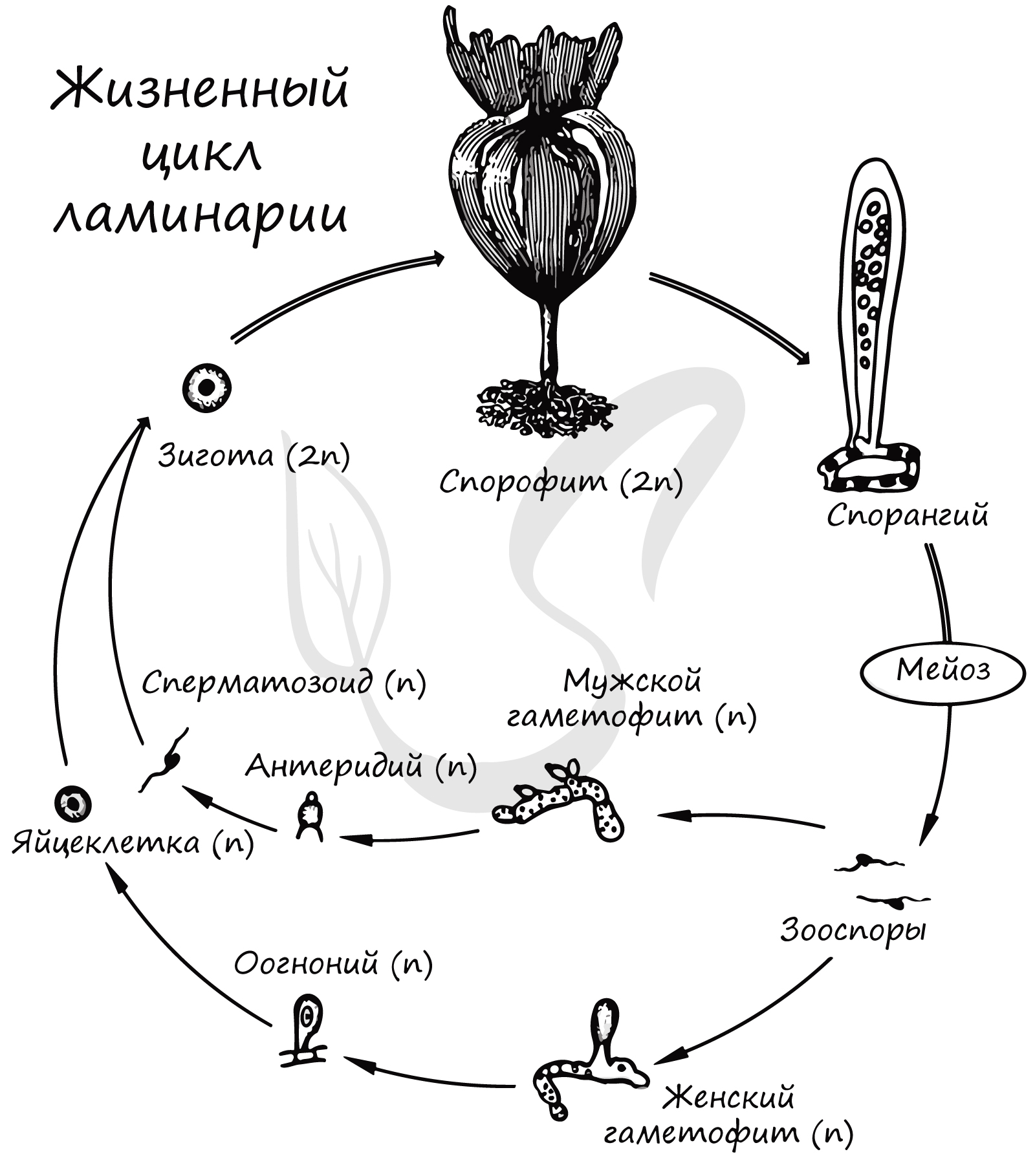 Жизненные стадии водорослей. Цикл развития ламинарии. Цикл развития ламинарии схема. Схема жизненного цикла бурой водоросли. Цикл развития бурых водорослей.