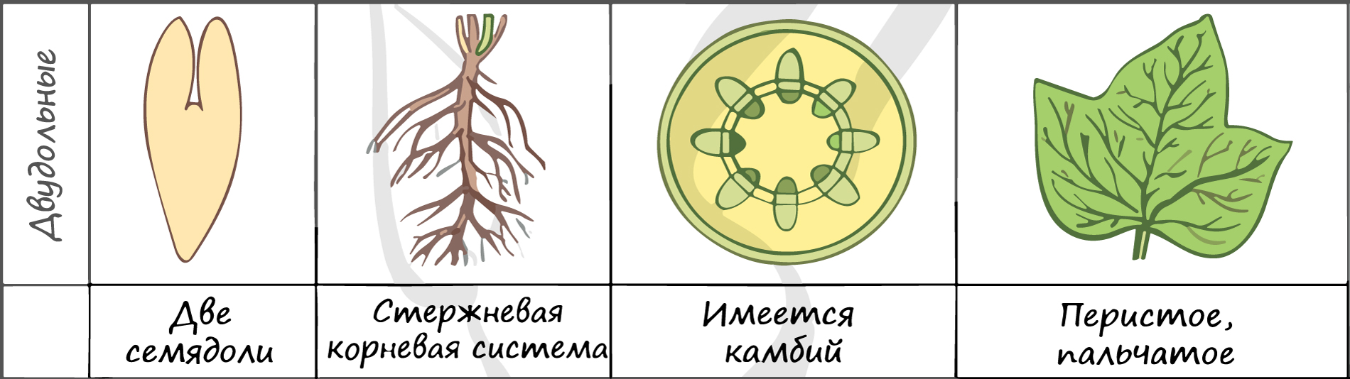 Лист двудольного растения. Опыление у однодольных и двудольных растений. Тип корневой системы у однодольных и двудольных растений. Корень однодольного растения.