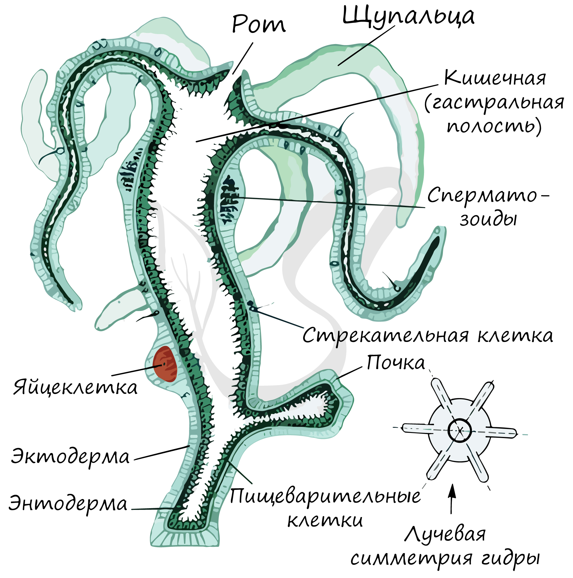 Простейшие кишечнополостные черви. Кишечная полость у кишечнополостных. Гидра симметрия тела. Строение гидры гастральная полость. Рефлекс кишечнополостных.
