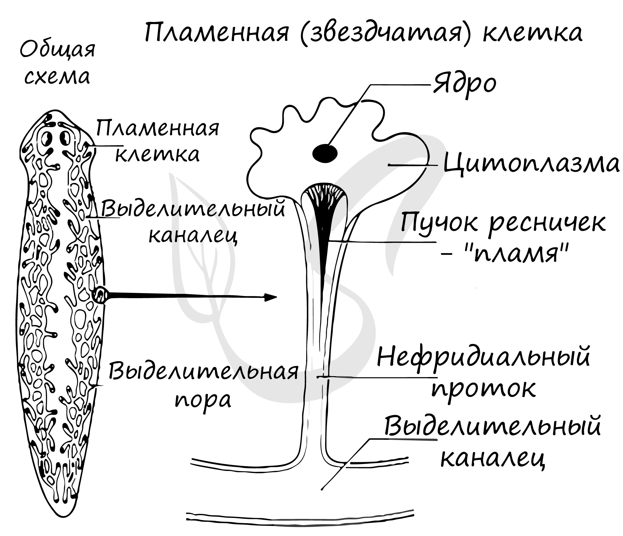 Тип плоские черви, подготовка к ЕГЭ по биологии