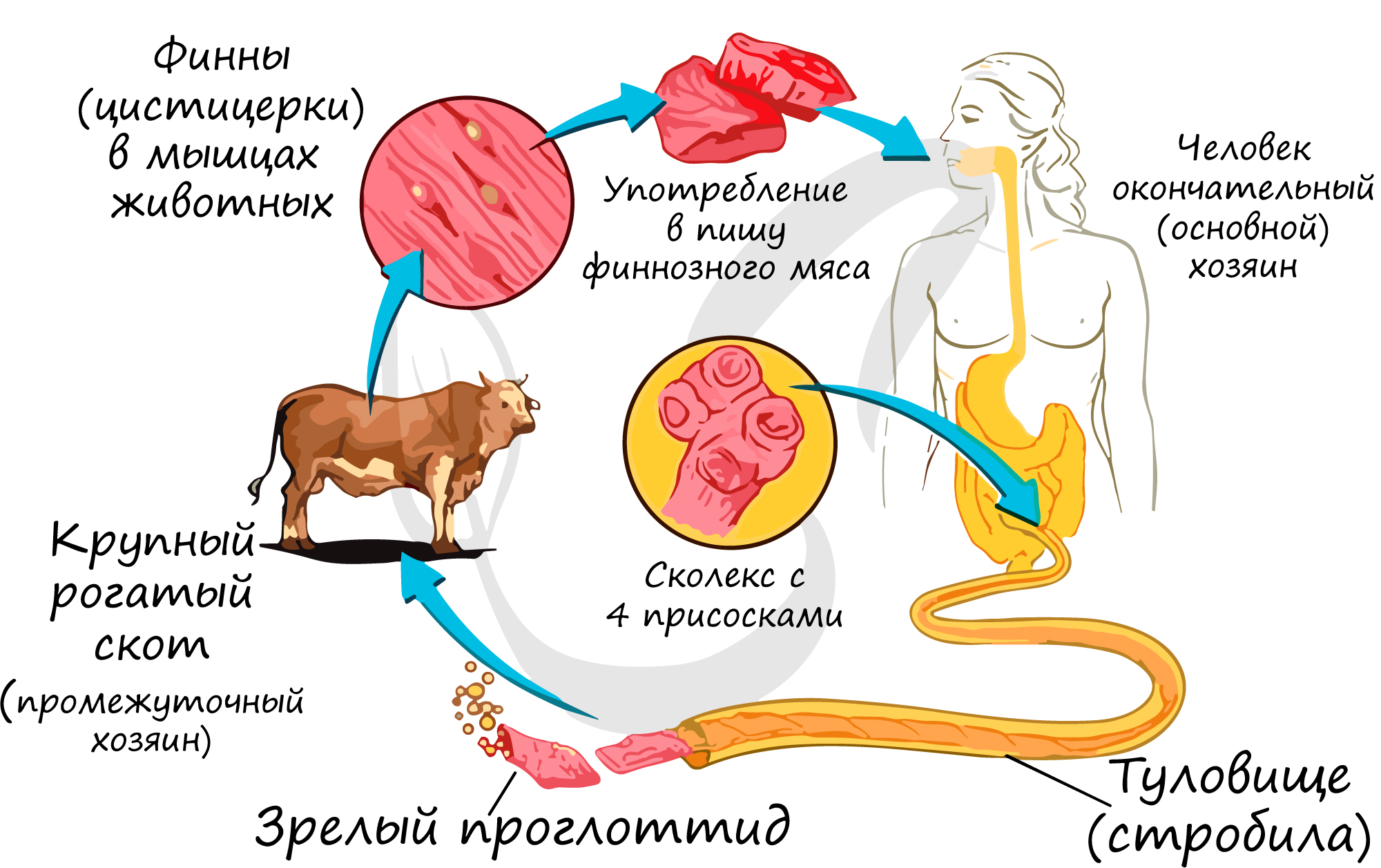 Можно ли считать человека промежуточным хозяином аскариды. Стадии жизненного цикла бычьего цепня. Бычий цепень жизненный цикл схема. Стадии развития бычьего цепня. Жизненный цикл бычьего и свиного цепня.