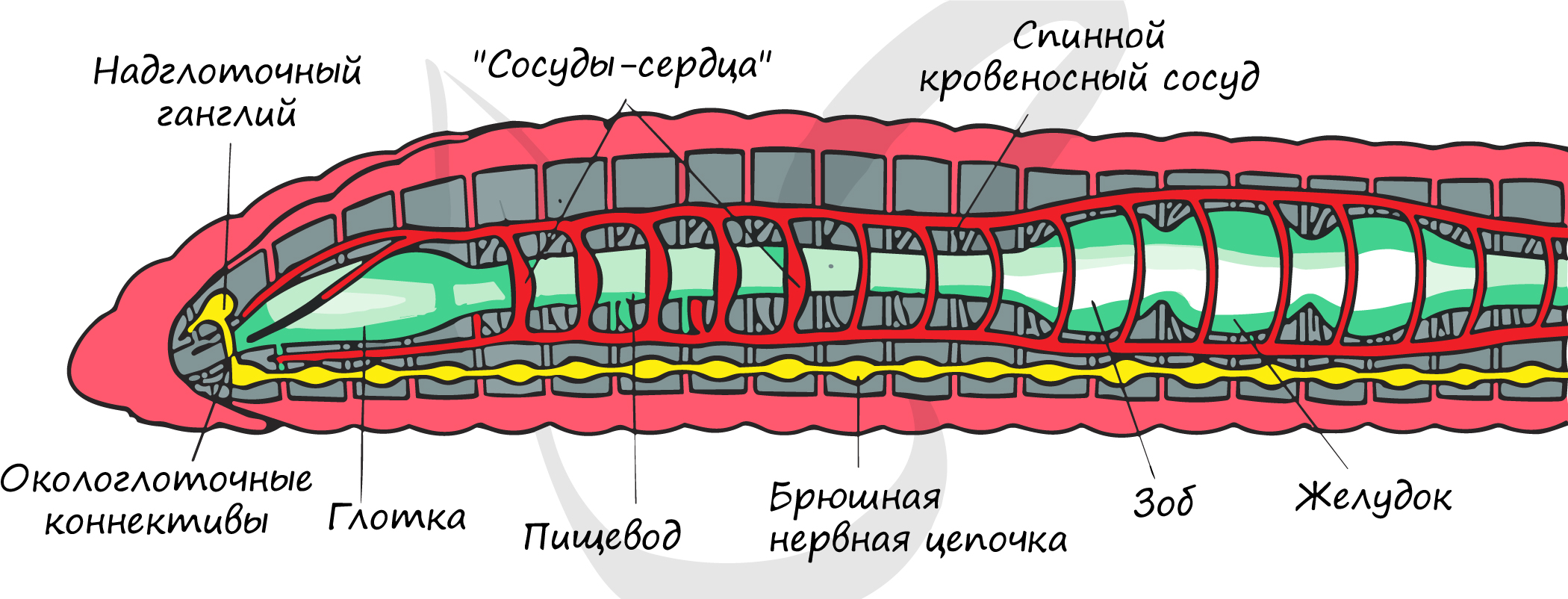Пищеварительная система органов кольчатых червей. Внутреннее строение кольчатого червя рисунок. Кольчатые черви схема строения. Схема продольного разреза дождевого червя. Пищеварительная и выделительная система дождевого червя.