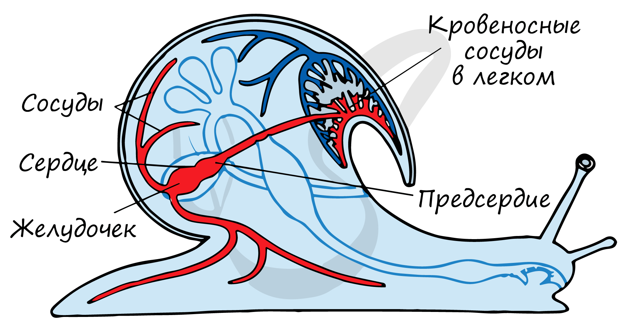какая у брюхоногих моллюсков кровеносная система