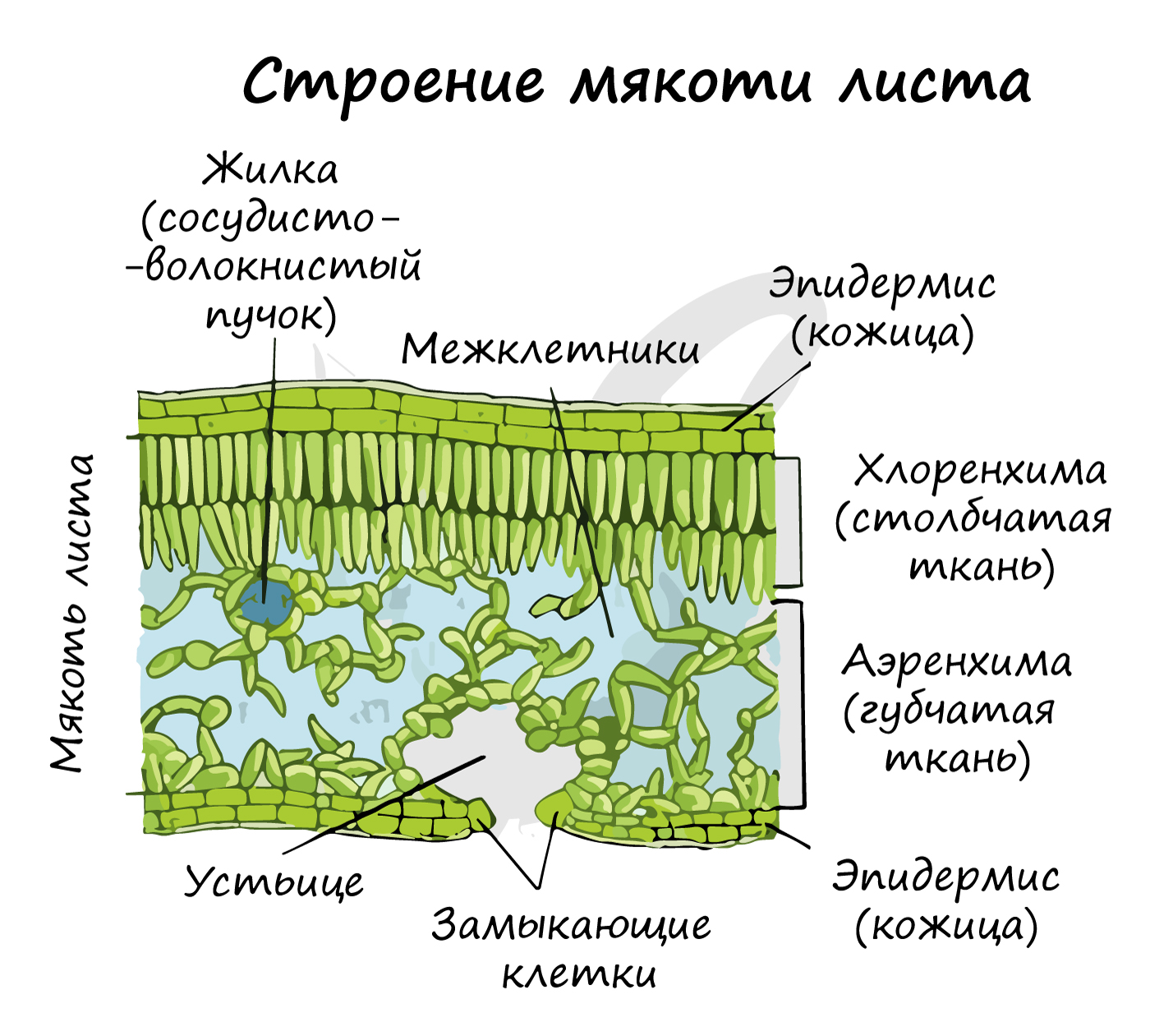 В клетках мякоти листа. Внутреннее строение жилки листа. Строение мякоти листа и устьица. Структура клетки мякоти листа. Внутреннее строение мякоти листа.