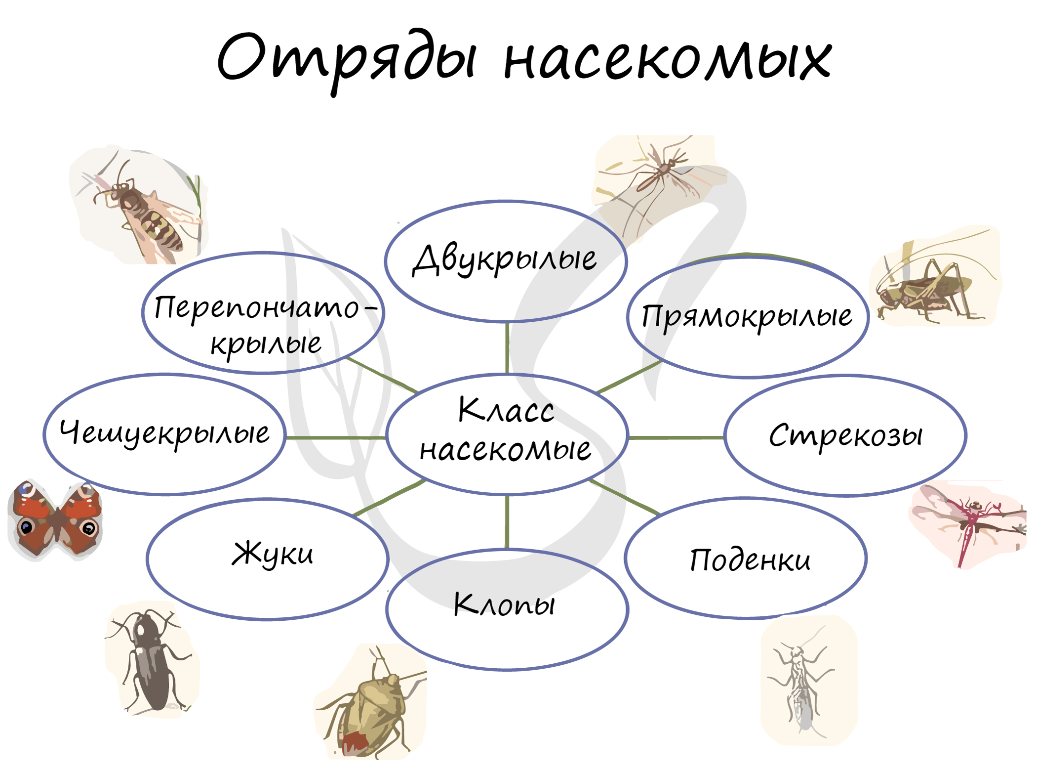 Отряды насекомых, подготовка к ЕГЭ по биологии
