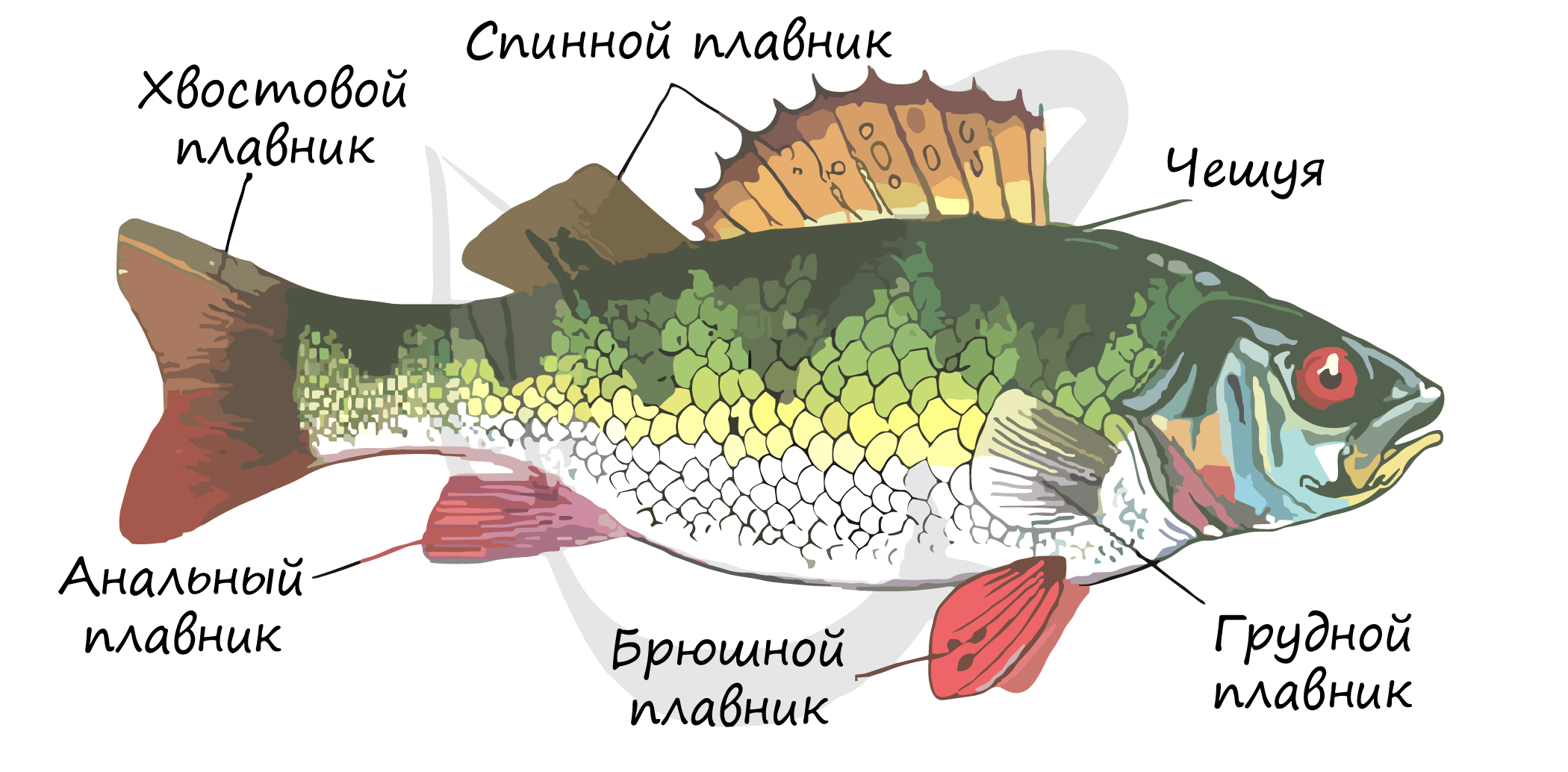 Какие отделы тела имеет рыба. Обтекаемая форма тела у рыб. Лучи спинного плавника окуня. Ребра рыбы. 2 Отдела позвоночника у рыб.