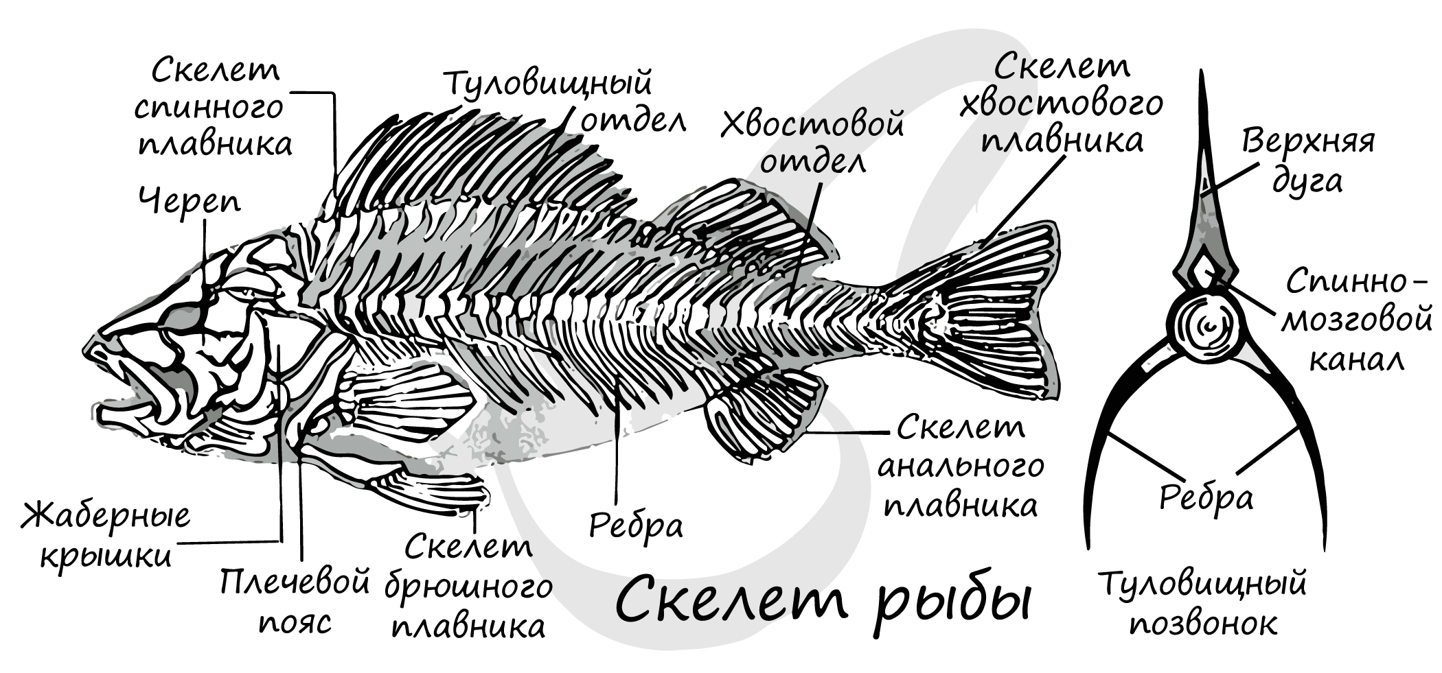 Внутренний скелет костной рыбы. Внутреннее строение костной рыбы скелет. Скелет костистой рыбы с подписями. Строение скелета костистой рыбы. Скелет костистой рыбы Речной окунь биология 7 класс.