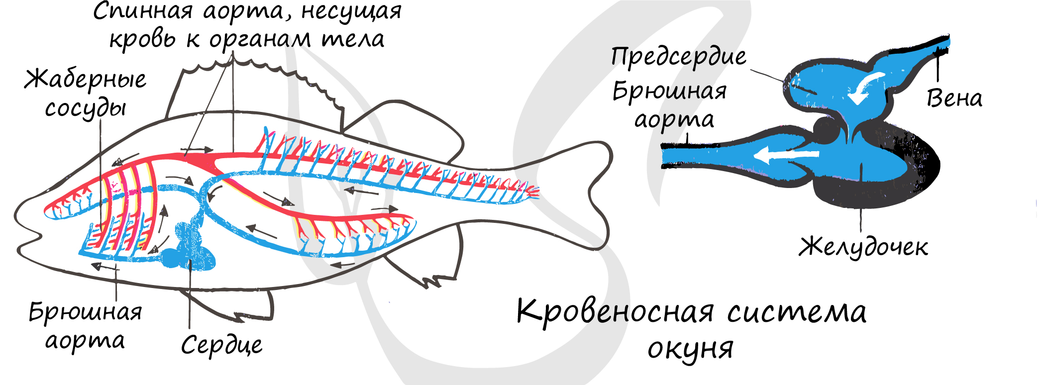 Сердце рыб состоит из камер. Схема строения кровеносной системы костной рыбы. Кровеносная система рыб схема 7 класс. Внутреннее строение речного окуня кровеносная система. Кровеносная система у рыб представлена кровообращения.