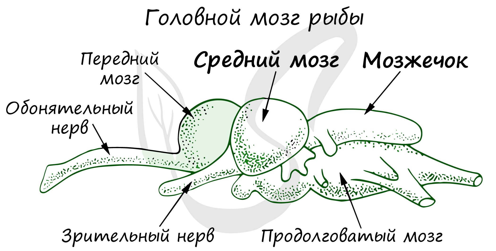 Какие отделы мозга у рыб. Строение мозга костных рыб. Схема строения головного мозга окуня. Строение головного мозга костной рыбы. Строение мозга хрящевых рыб.
