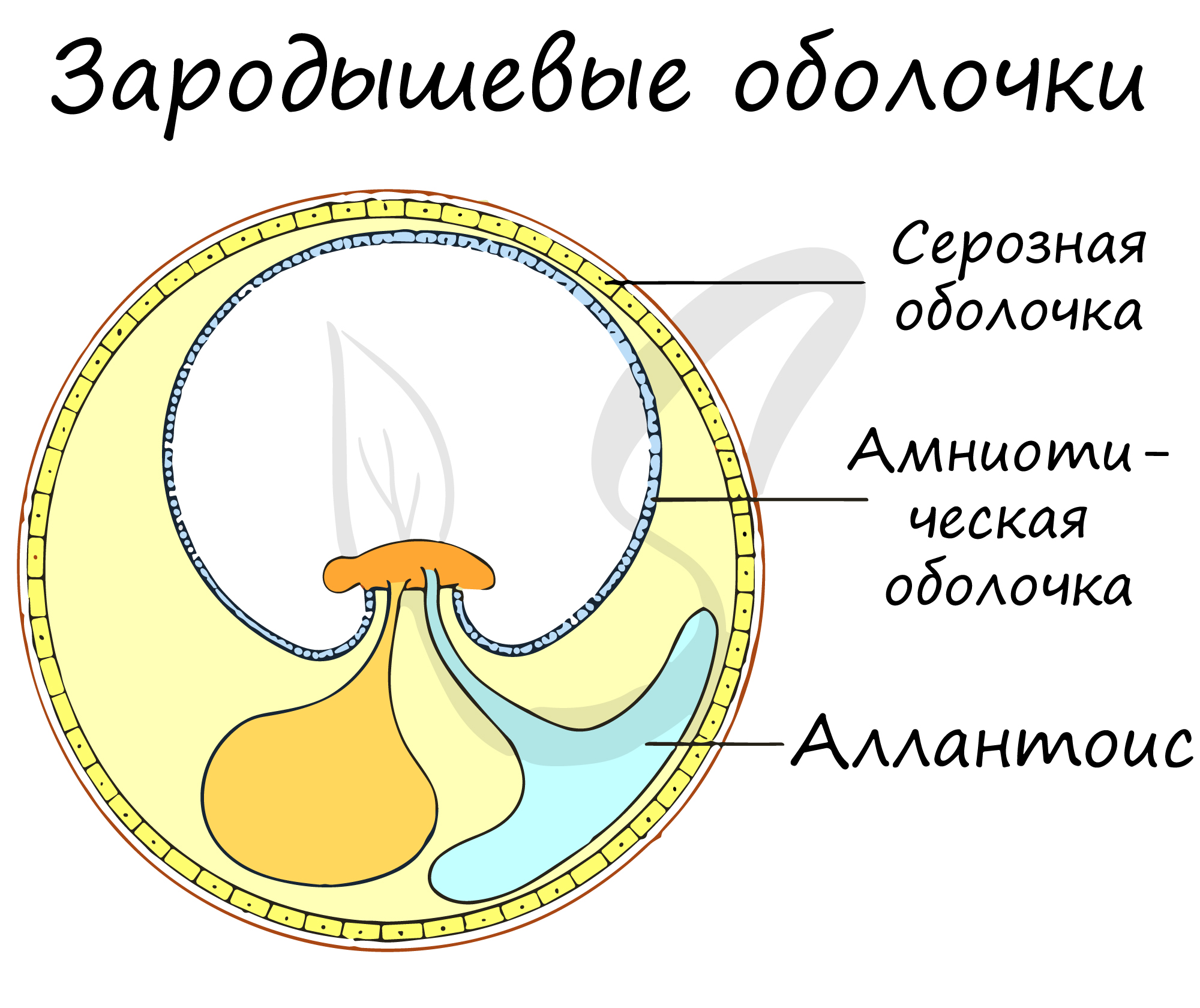 Амниотическое яйцо пресмыкающихся