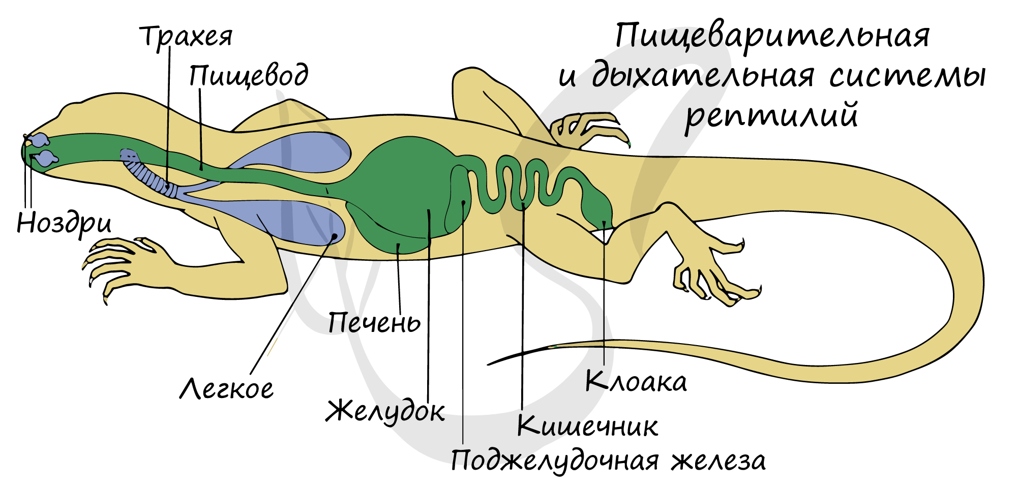 Какой отдел скелета есть у пресмыкающихся. Схема пищеварительной и дыхательной систем ящерицы. Дыхательная система рептилий. Клоака у земноводных. Пищеварительная система рептилий.