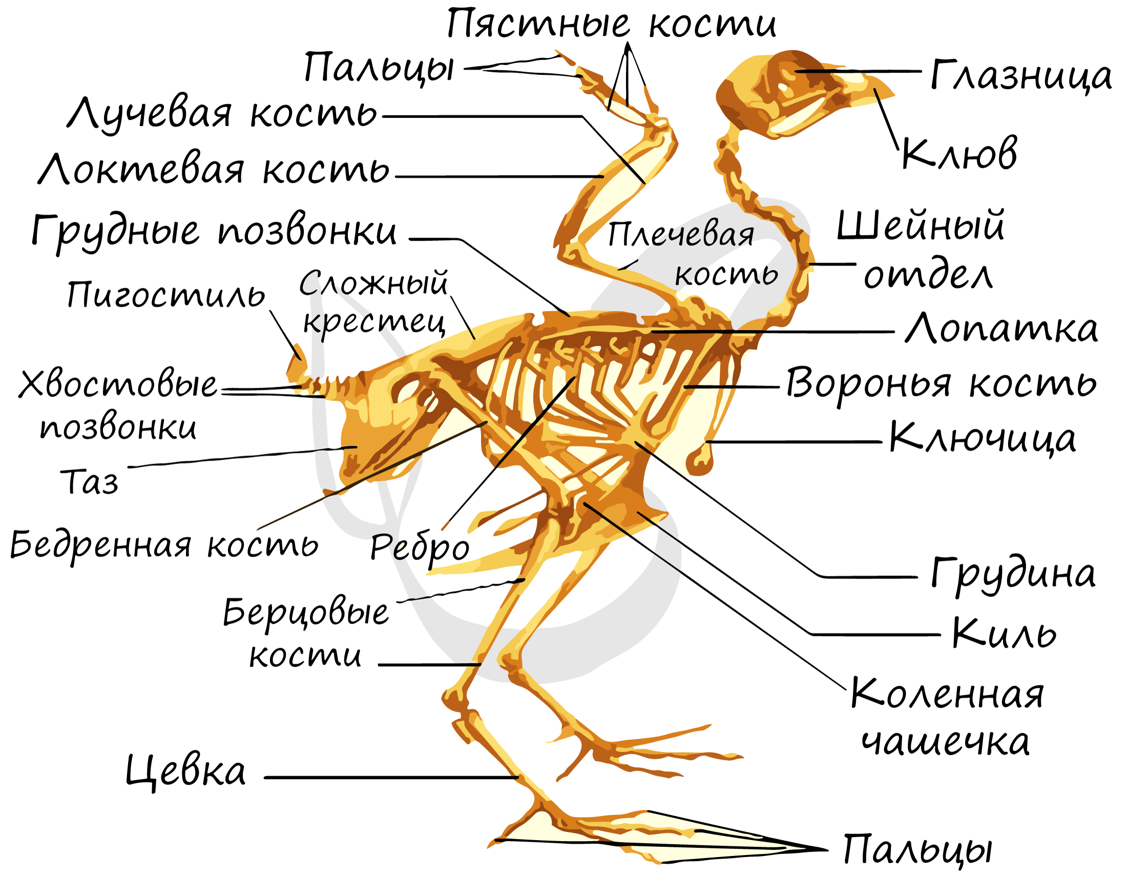 У куриц есть мозг. Скелет птицы цевка. Скелет птицы пояс передних конечностей. Скелет птицы пояс задних конечностей. Строение скелета курицы.