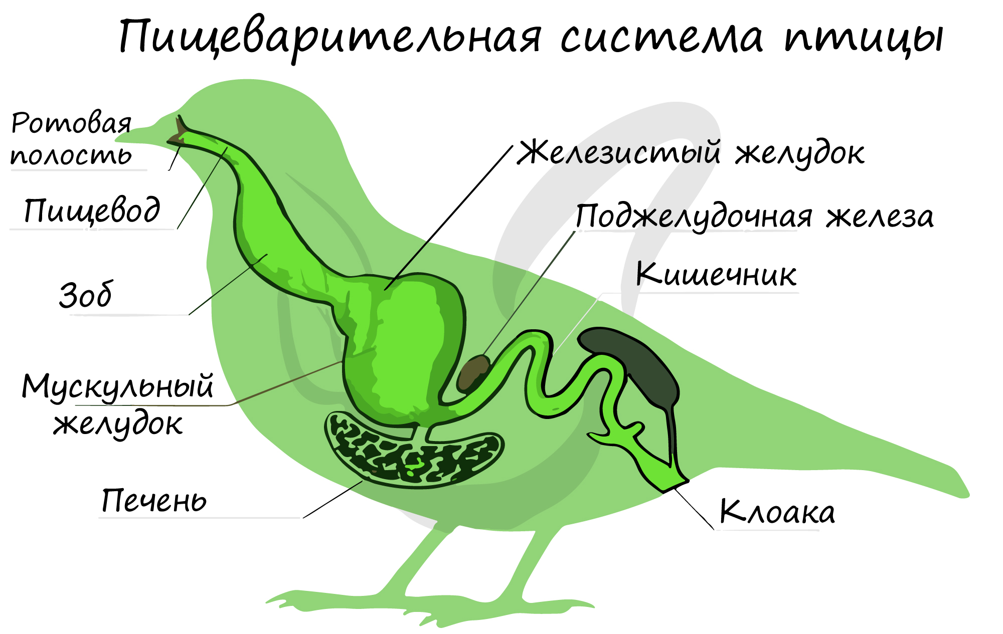 Класс птицы, подготовка к ЕГЭ по биологии