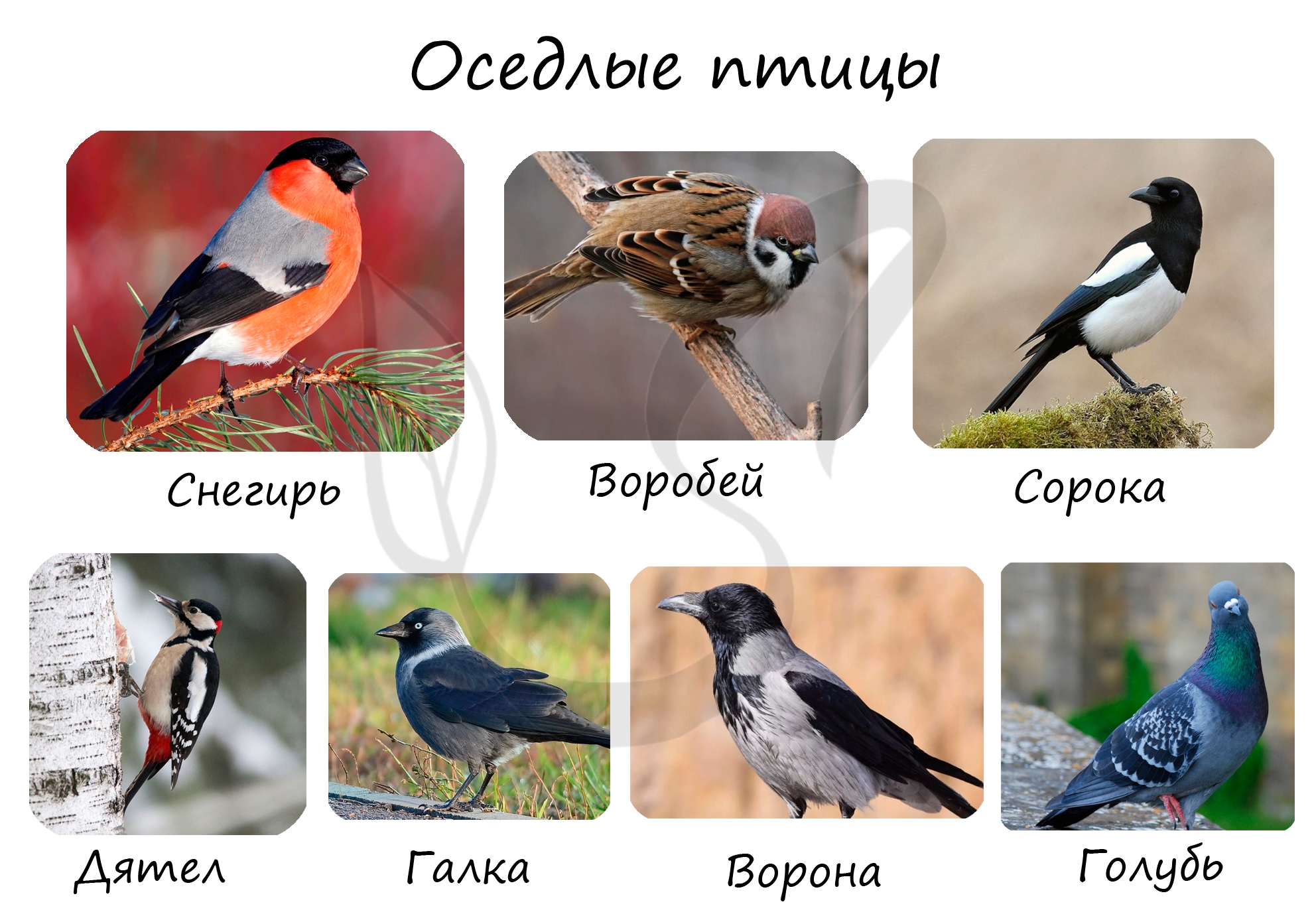 Животные относящиеся к птицам.