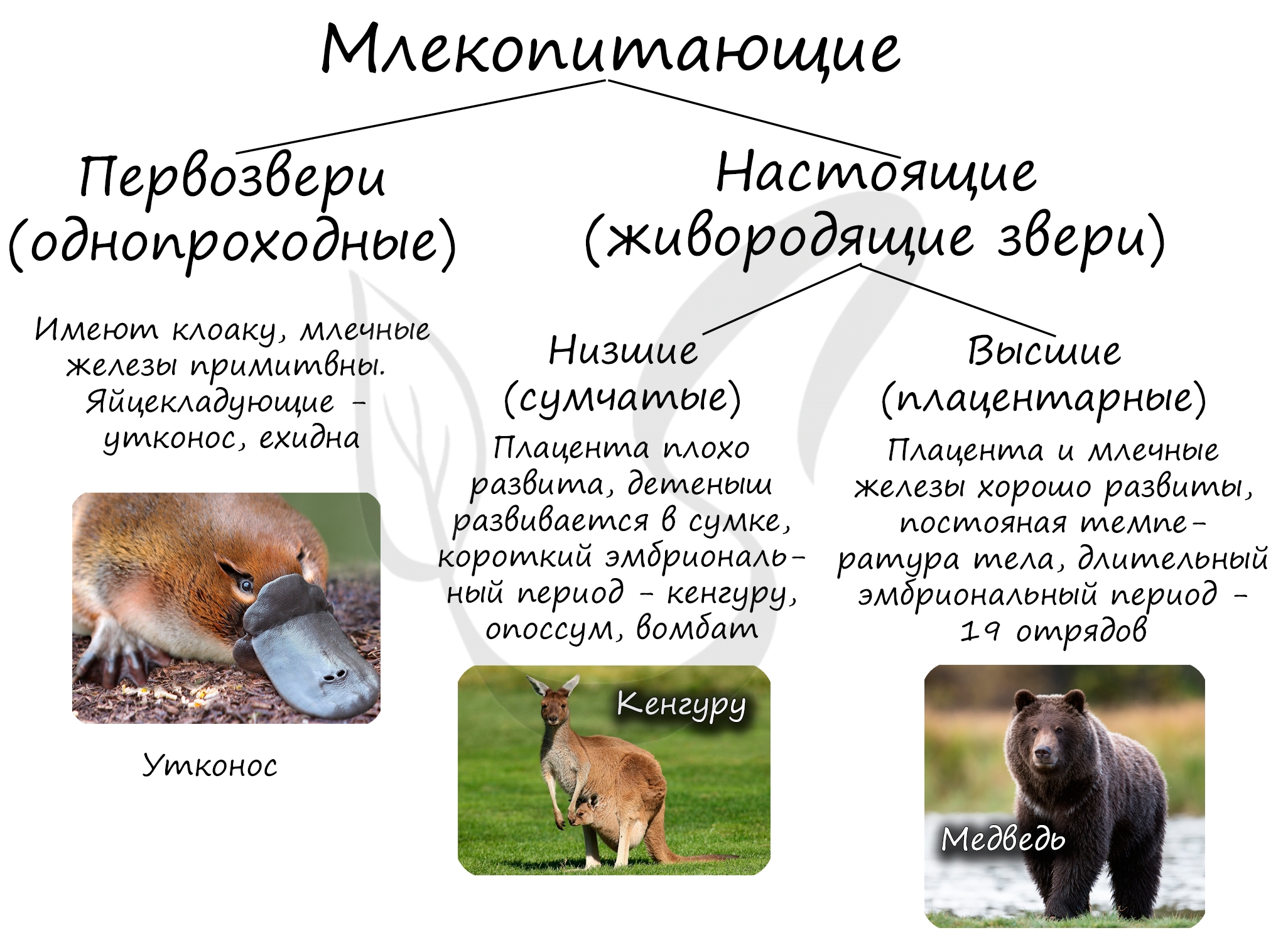 Классификация млекопитающих животных. Класс млекопитающие. Примеры первозверей и зверей. Классификация млекопитающих Первозвери сумчатые и плацентарные.