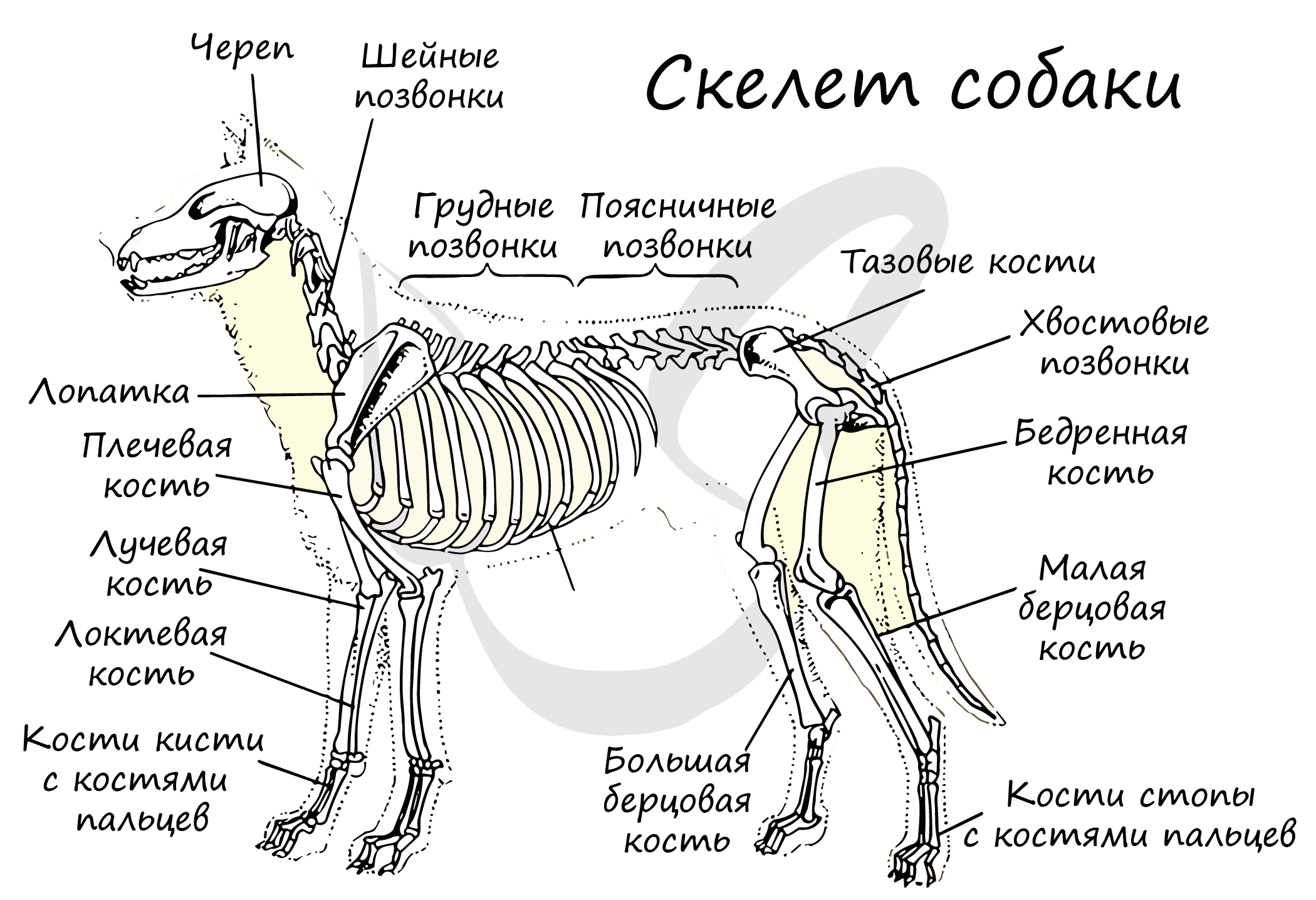 Класс млекопитающие отделы позвоночника. Скелет собаки с названием костей. Строение скелета млекопитающих собака. Скелет собаки строение биология. Схема строения скелета млекопитающих.