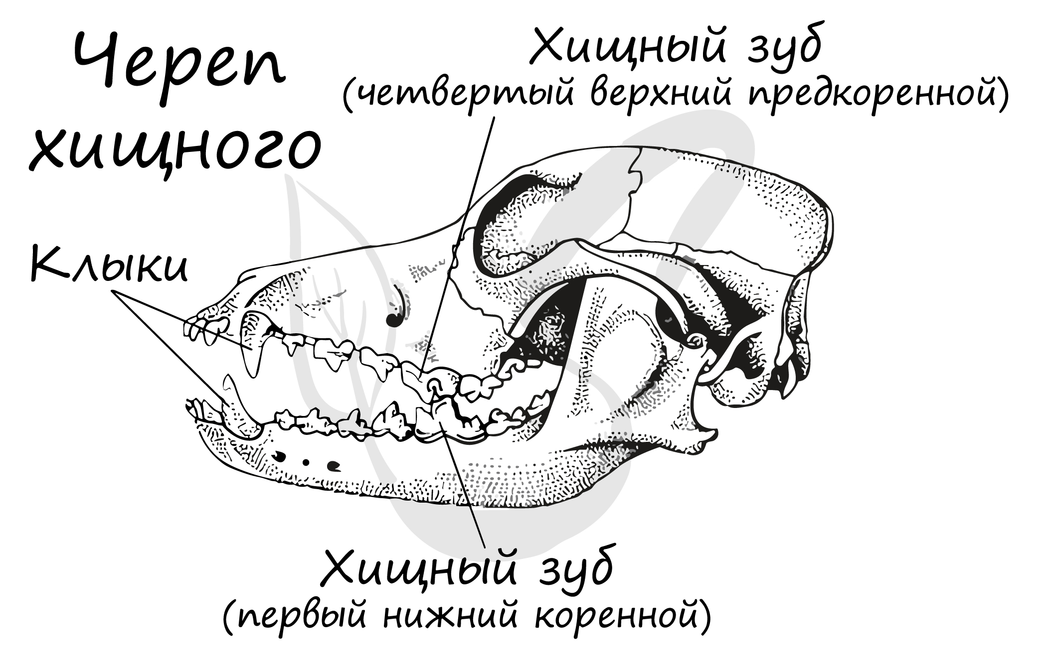 Какую особенность имеют резцы у грызунов. Зубная система хищных млекопитающих. Строение зубов хищных млекопитающих. Отряд Хищные строение зубов. Зубная система млекопитающих анатомия.