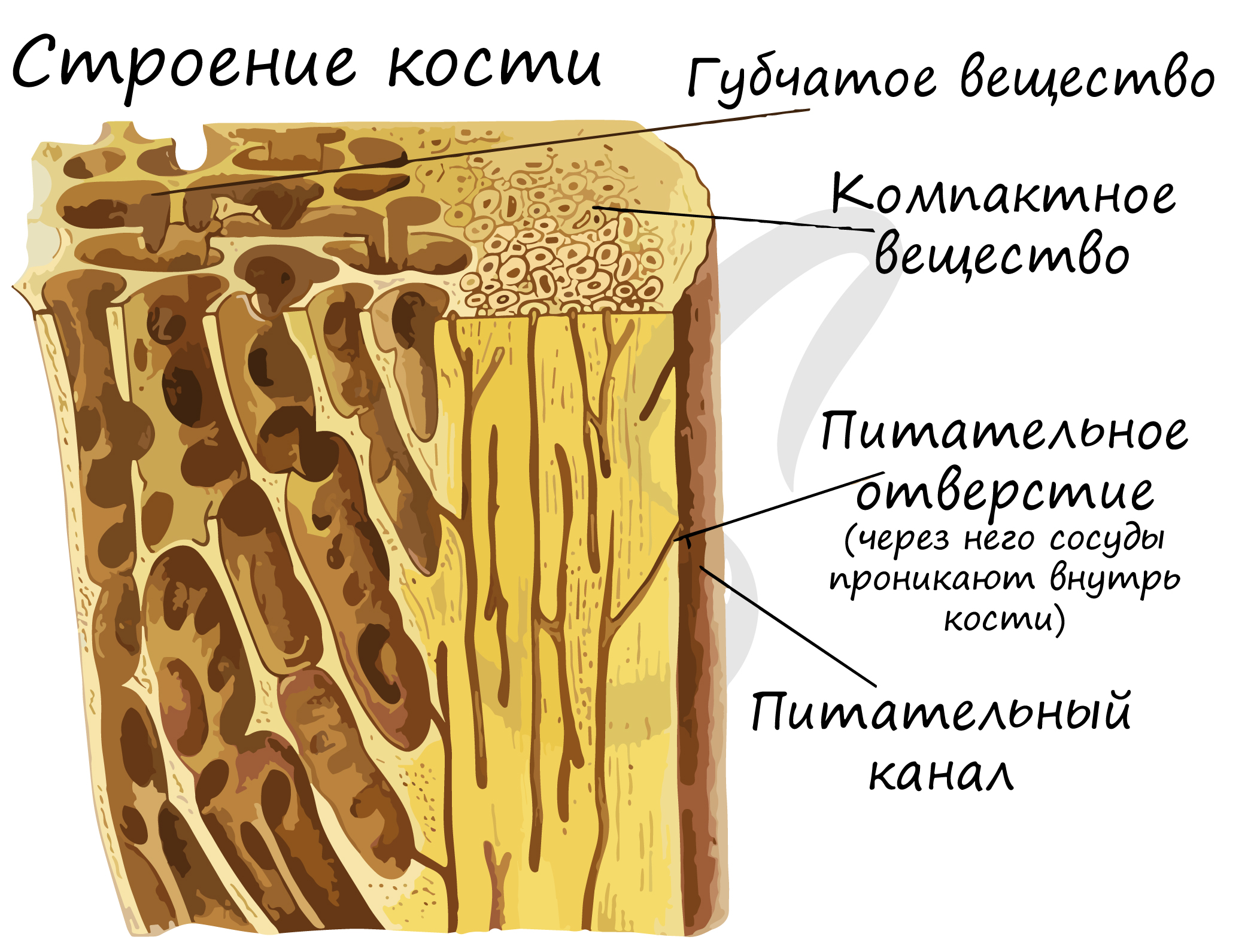 строение трубчатой кости фото