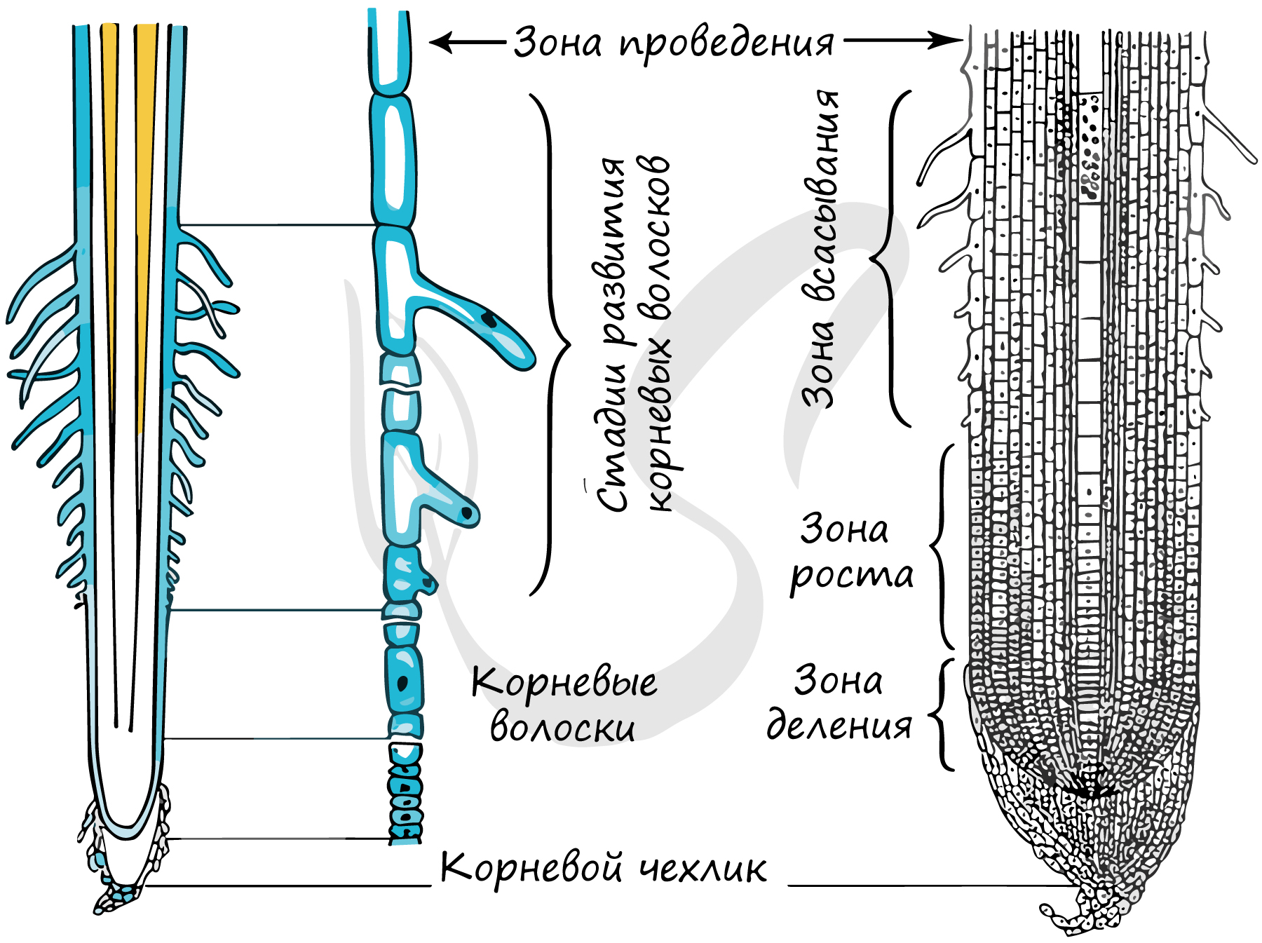 Образовательная ткань зоны деления корня растения