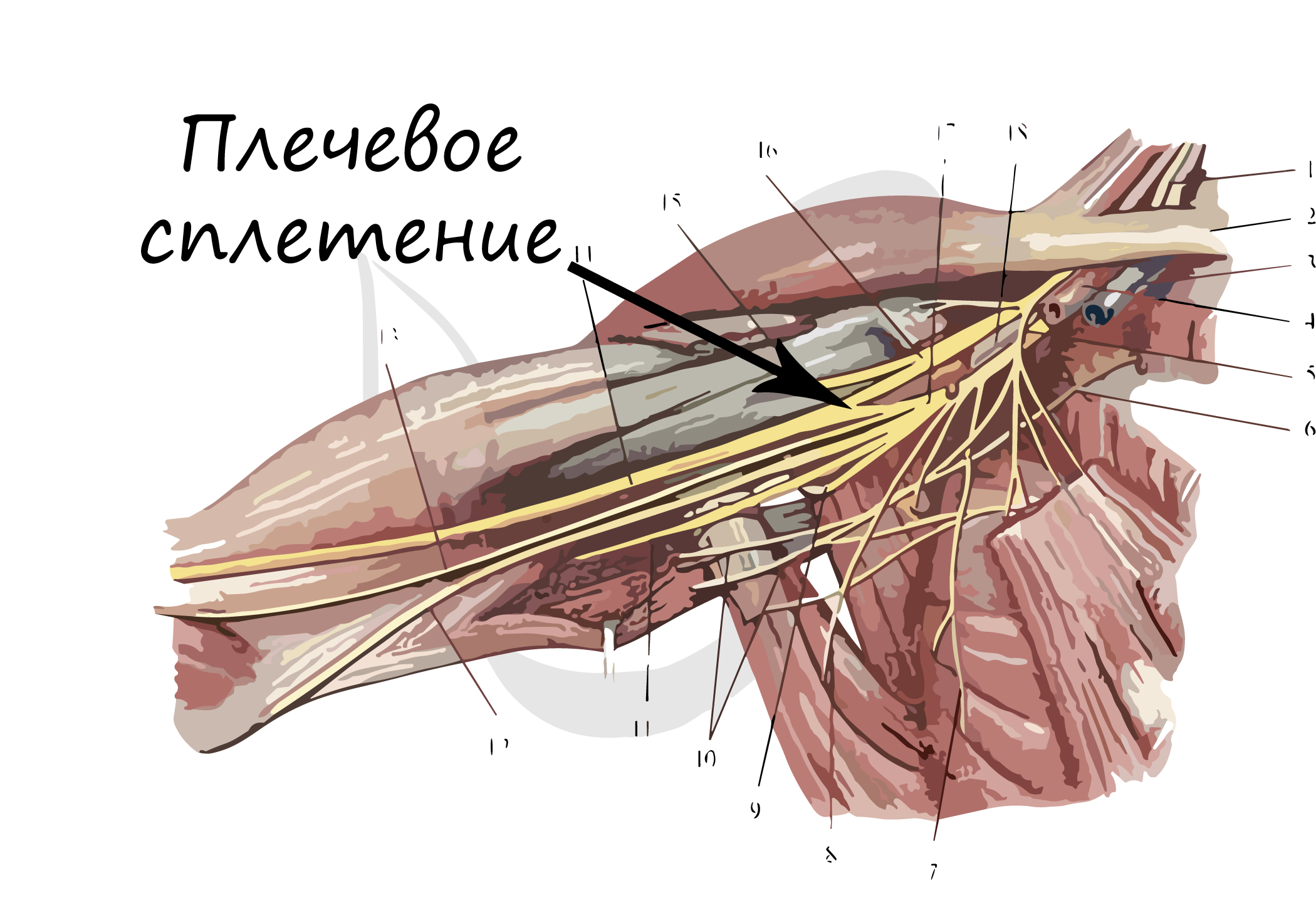Нервные узлы сплетения. Нервы плечевого сплетения анатомия. Подкрыльцовый нерв анатомия. Плечевое сплетение подмышечный нерв. Аксиллярный нерв анатомия.