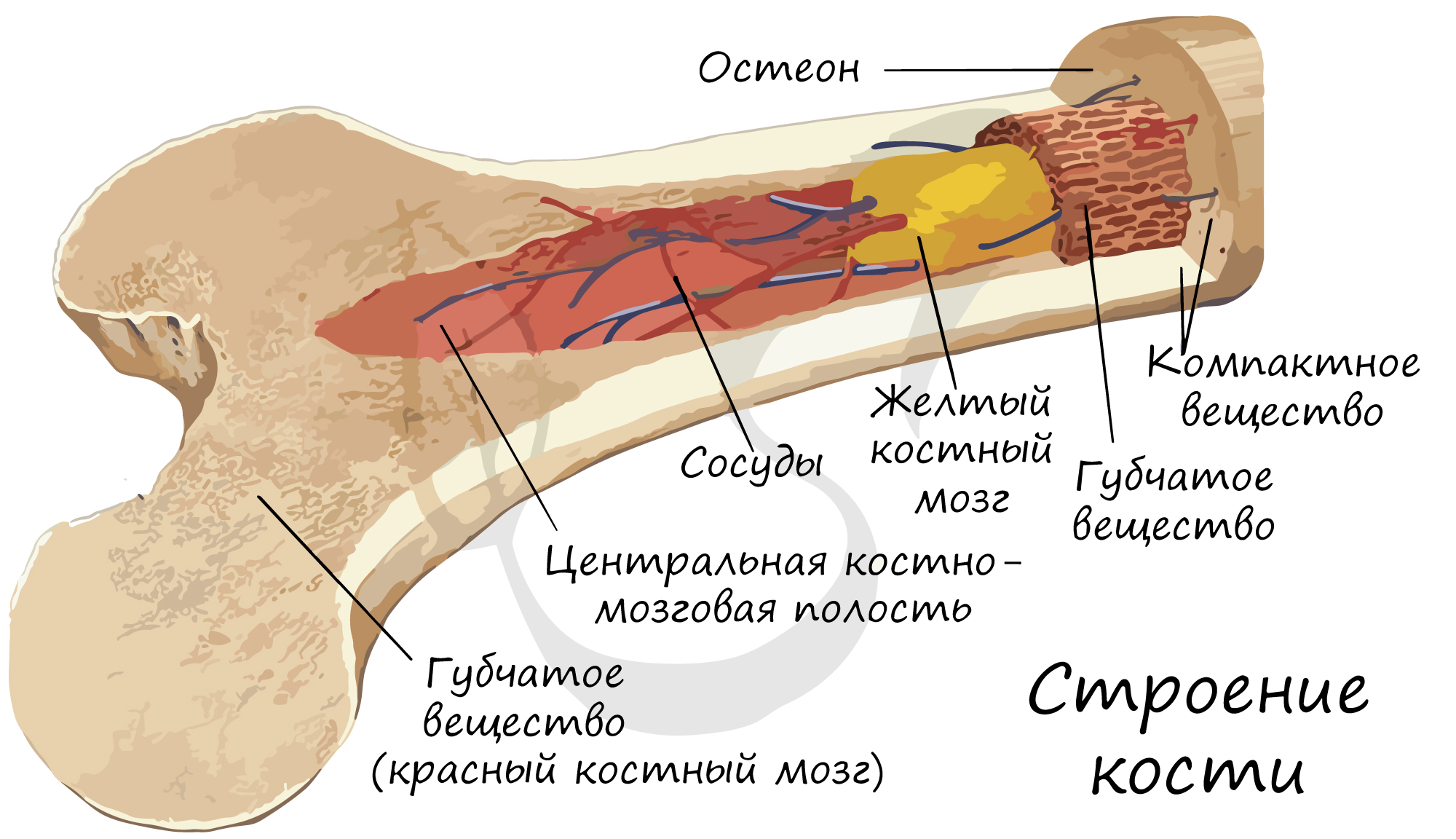 Функции костного мозга в трубчатой кости. Желтый костный мозг строение. Строение трубчатой кости красный костный мозг. Красный костный мозг строение. Красный костный мозг в губчатом веществе костей.