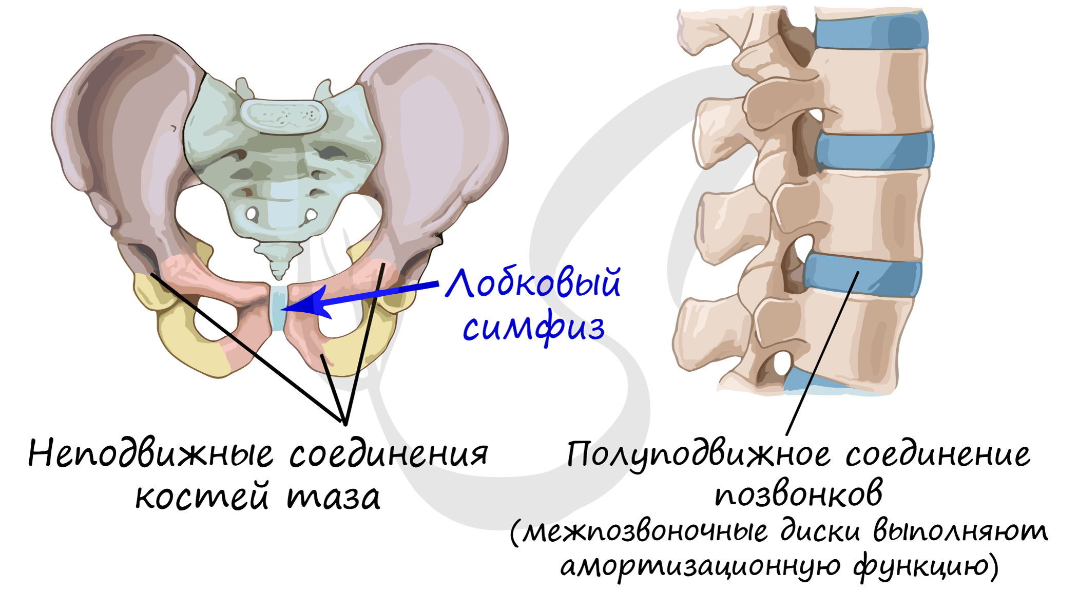 Соединение лобковых костей