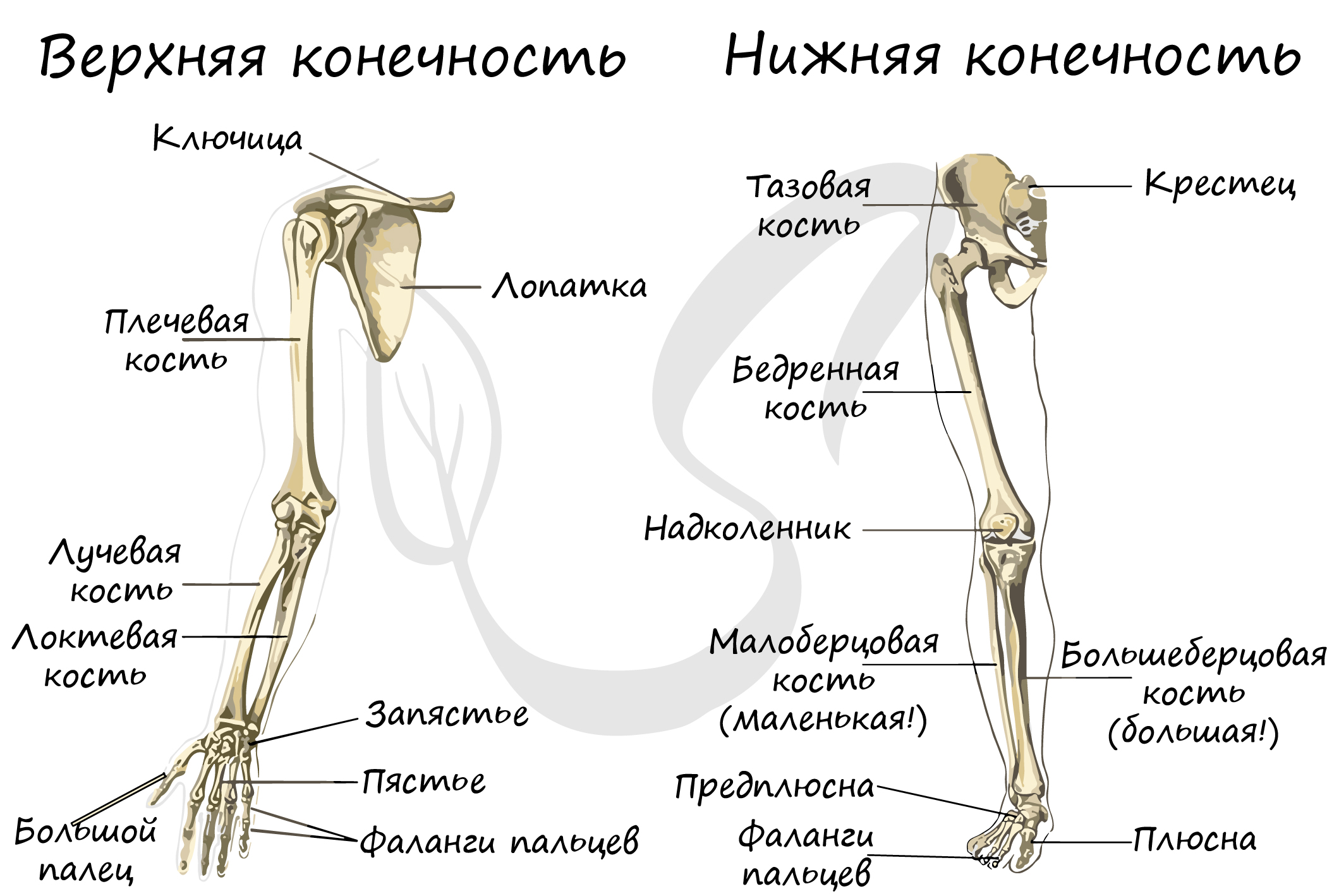 7 скелет конечностей. Скелет верхних и нижних конечностей человека. Кости верхней и нижней конечности анатомия. Скелет верхнейии нижней конечности. Строение верхних и нижних конечностей.