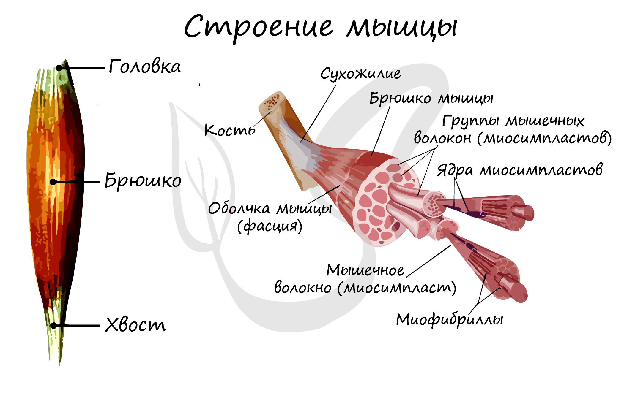Сухожилия образованные из ткани. Строение скелетной мышцы ЕГЭ. Внутреннее строение мышцы человека схема. Строение мышечного волокна 8 класс. Строение скелетной мускулатуры схема.